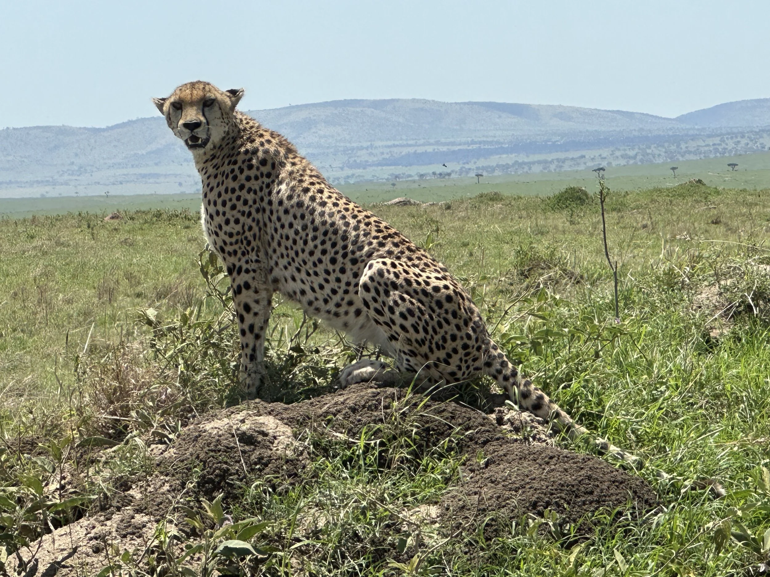 G 2024 Kenya 4.jpeg