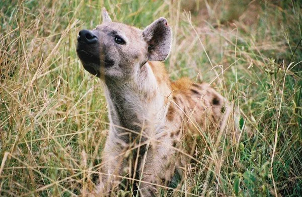 B 2005-2 Kenya 21.jpg
