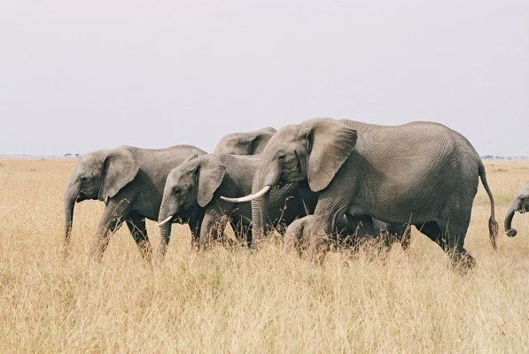 B 2005-2 Kenya 11.jpg