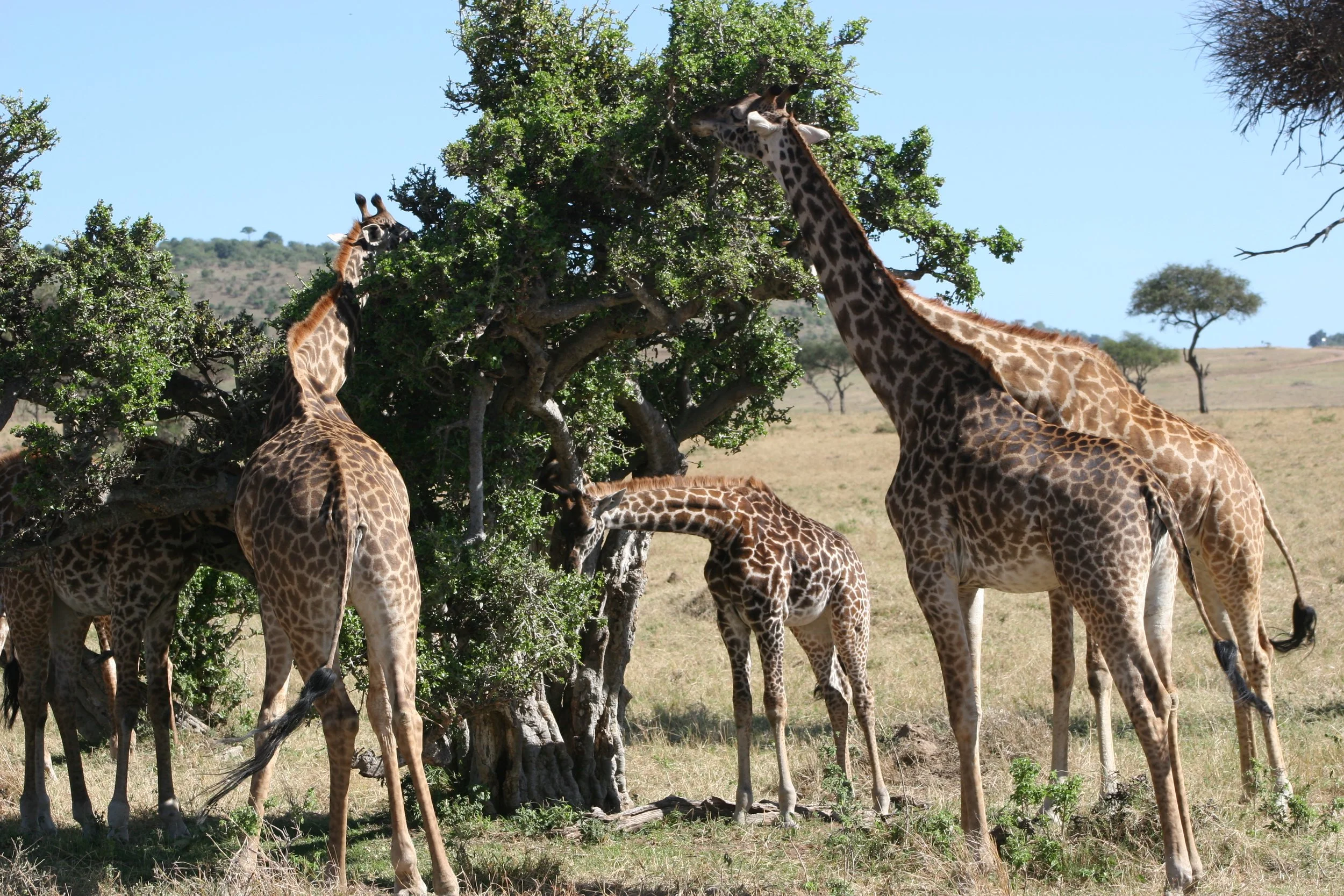 E 2009-10 Kenya 19.jpg
