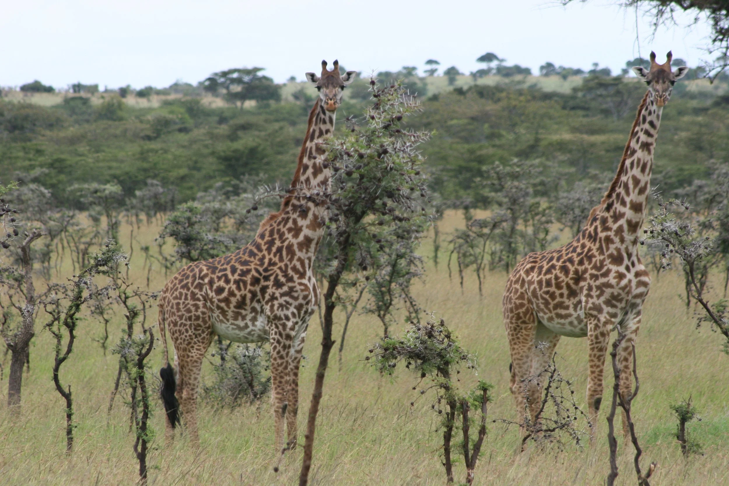 D 2008-4 Zanzibar and Tanzania 23.jpg