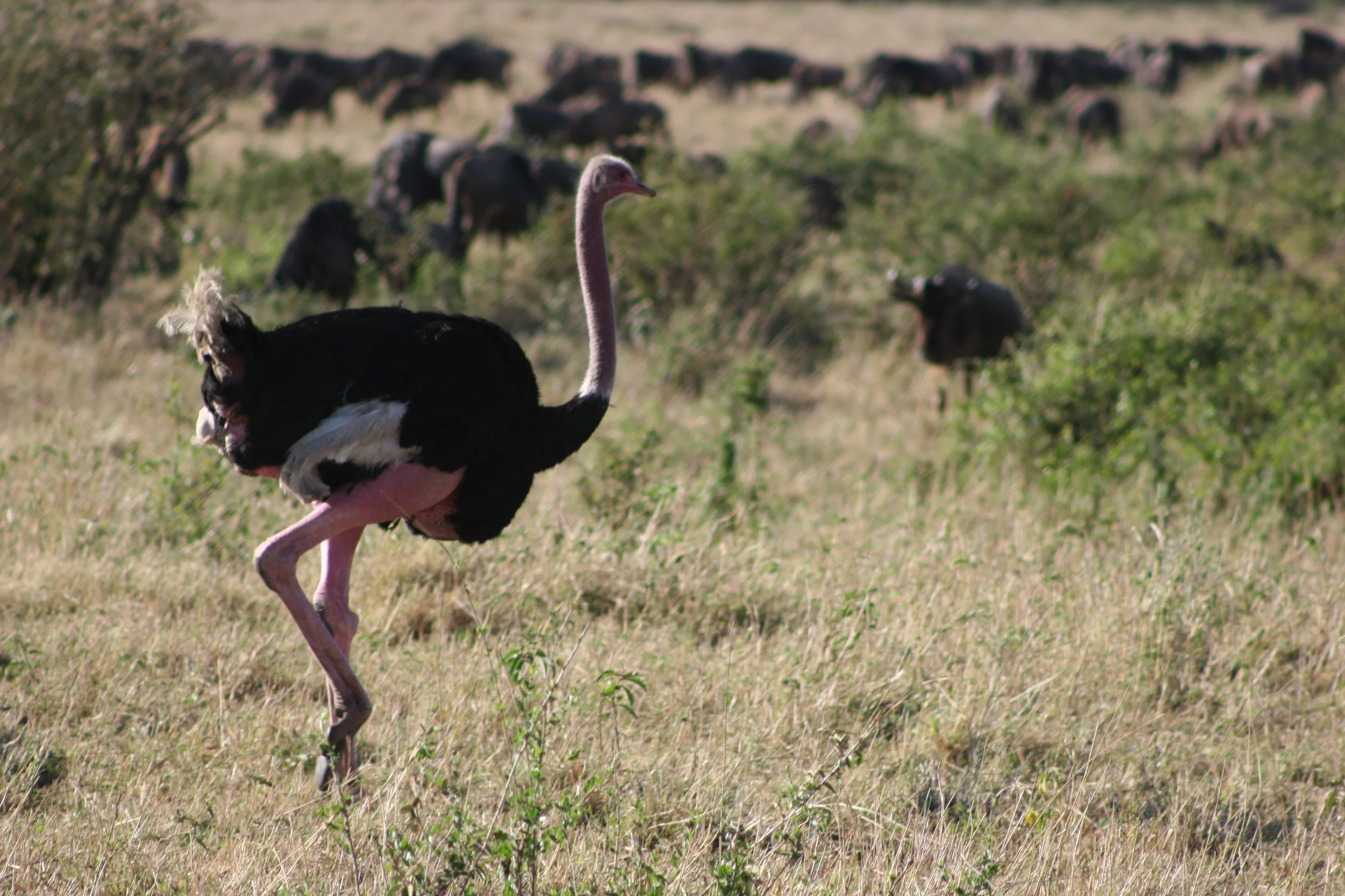 E 2009-10 Kenya 16.jpg