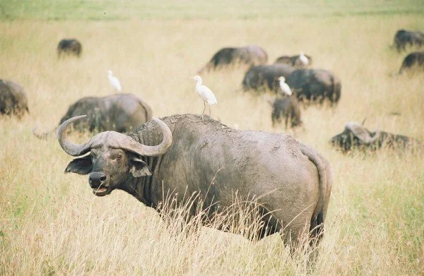 B 2005-2 Kenya 44.jpg