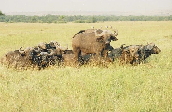 B 2005-2 Kenya 42.jpg