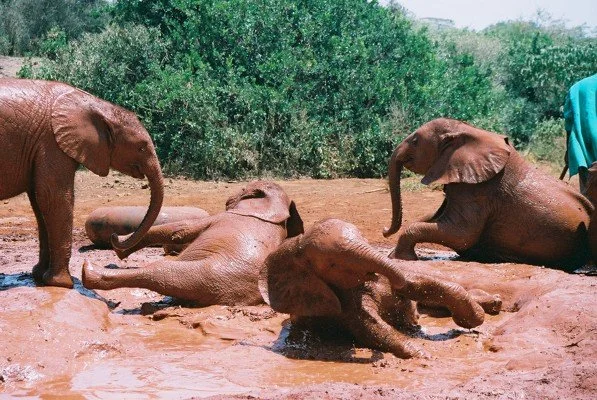 B 2005-2 Kenya 34.jpg