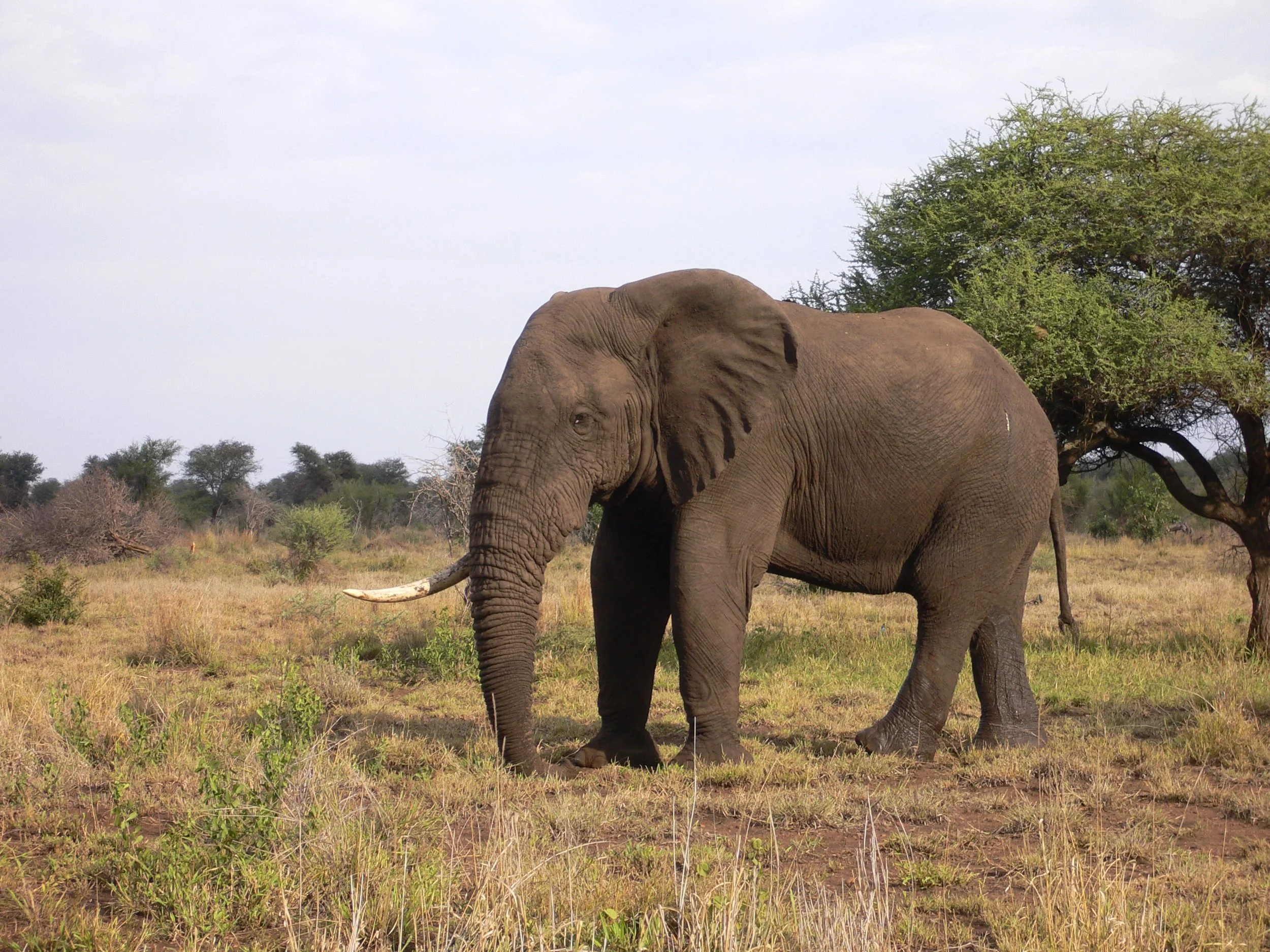 C 2005-2 S Africa9.jpg