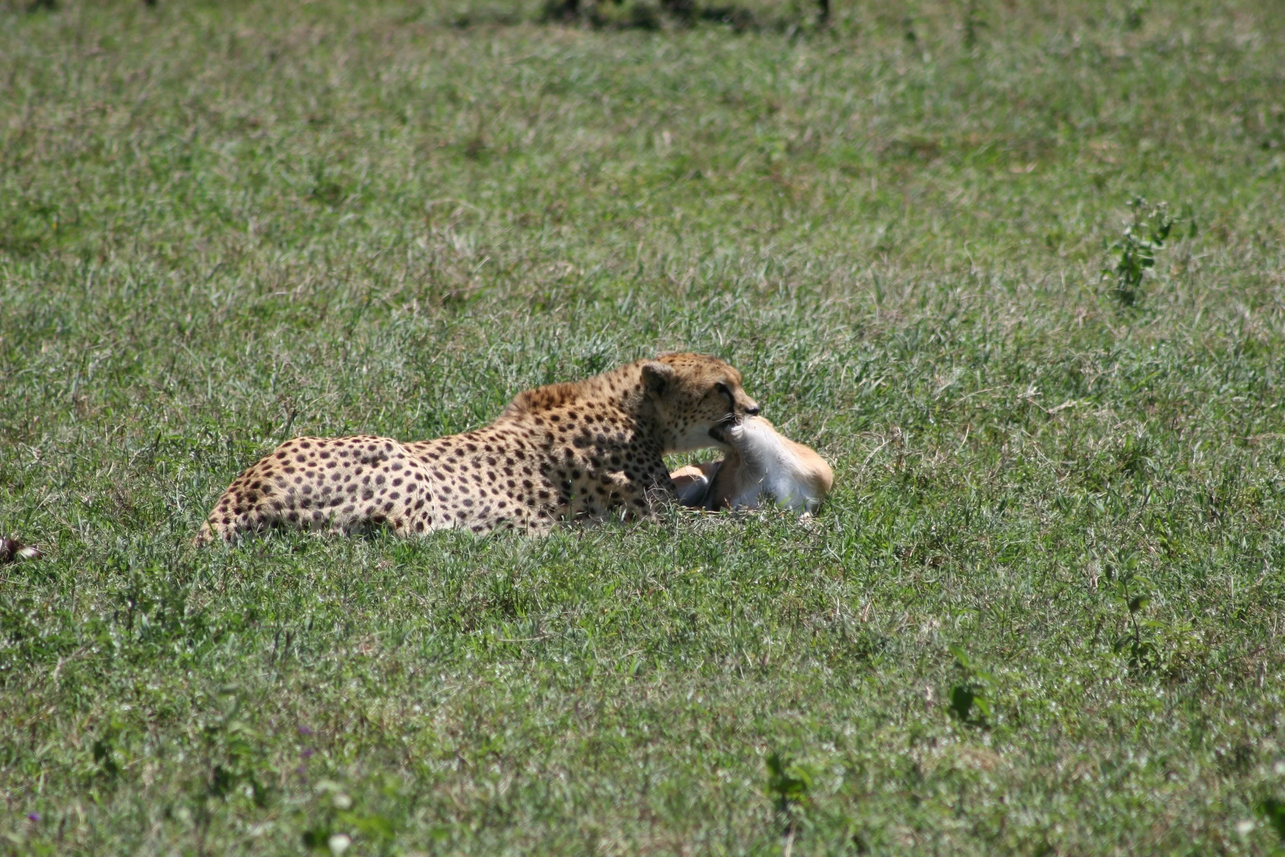 D 2008-4 Zanzibar and Tanzania 12.jpg