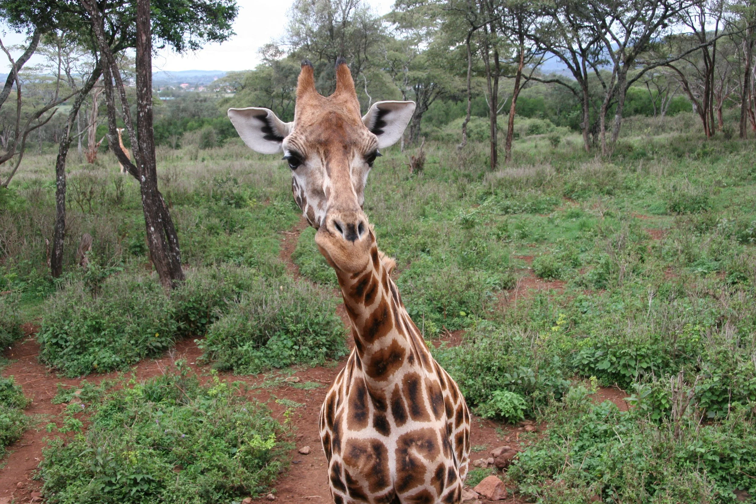 D 2008-4 Zanzibar and Tanzania 31.jpg