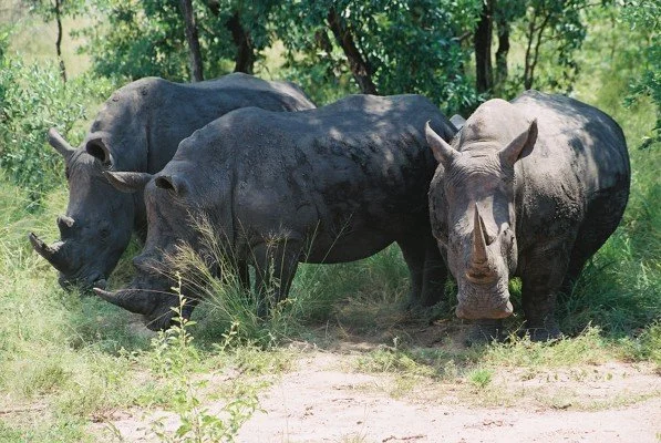 B 2005-2 Kenya 23.jpg