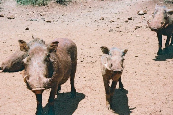 B 2005-2 Kenya 38.jpg