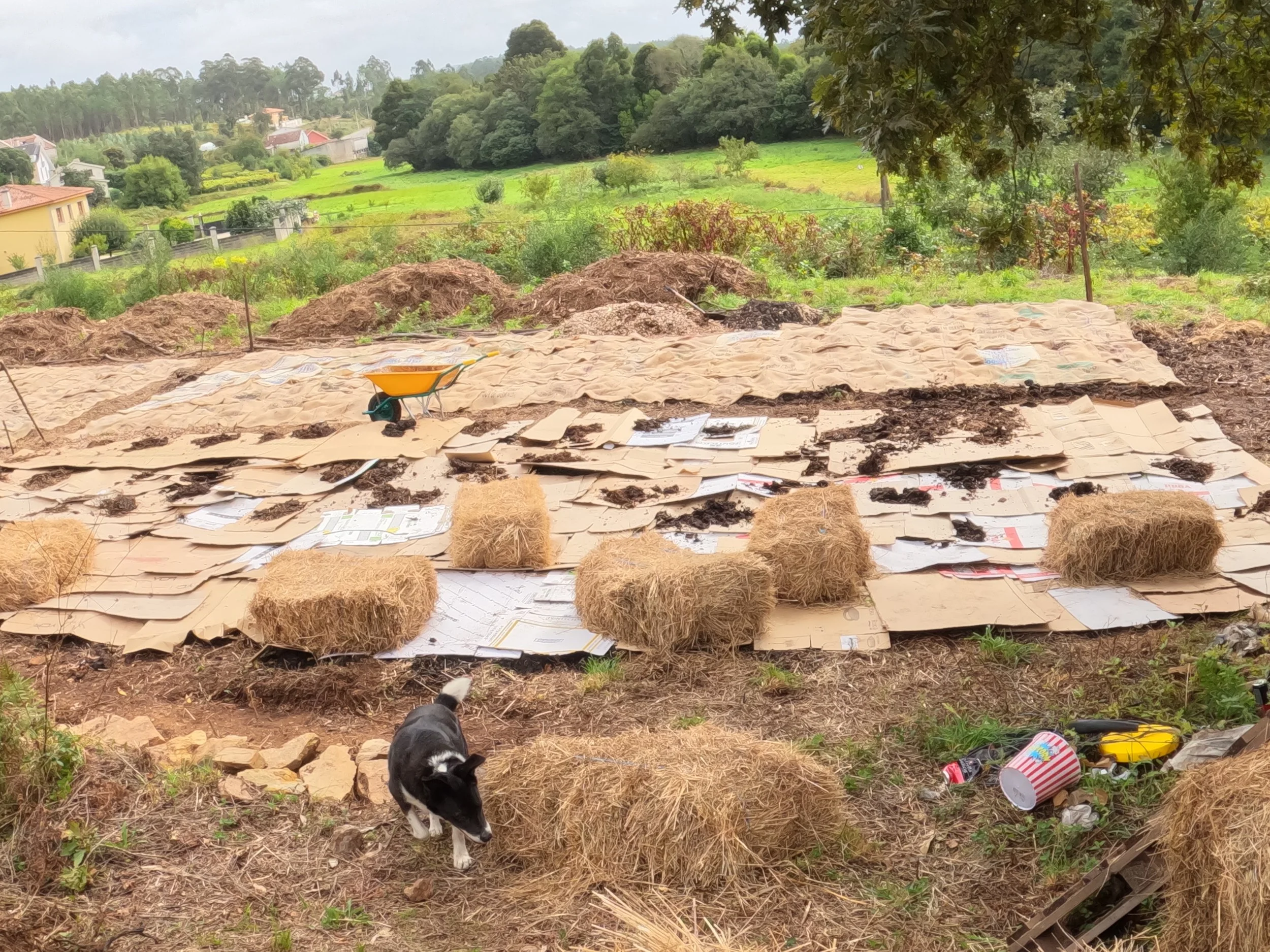 GPTempDownload 40.JPG