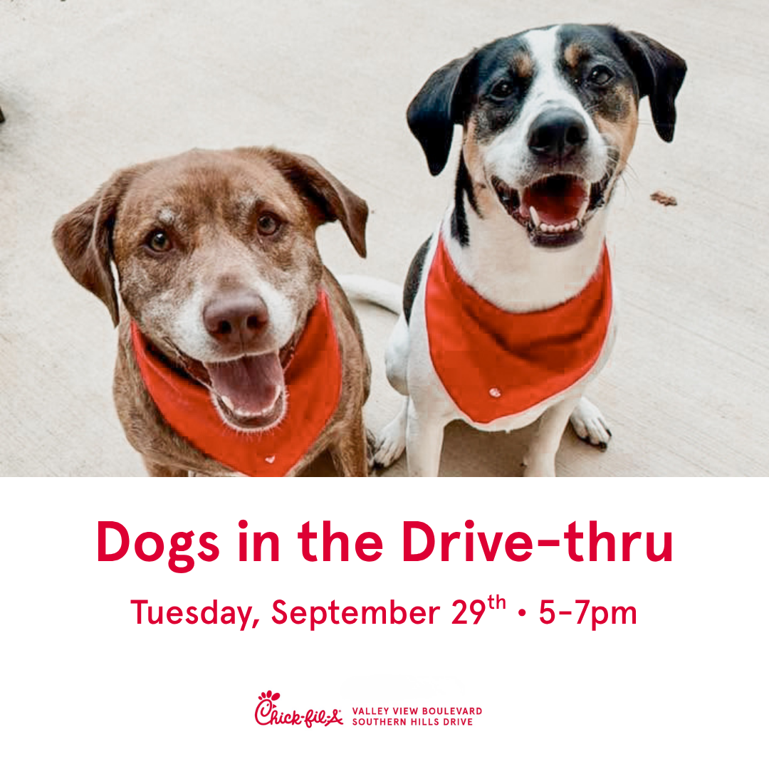 Dogs in the Drive-Thru