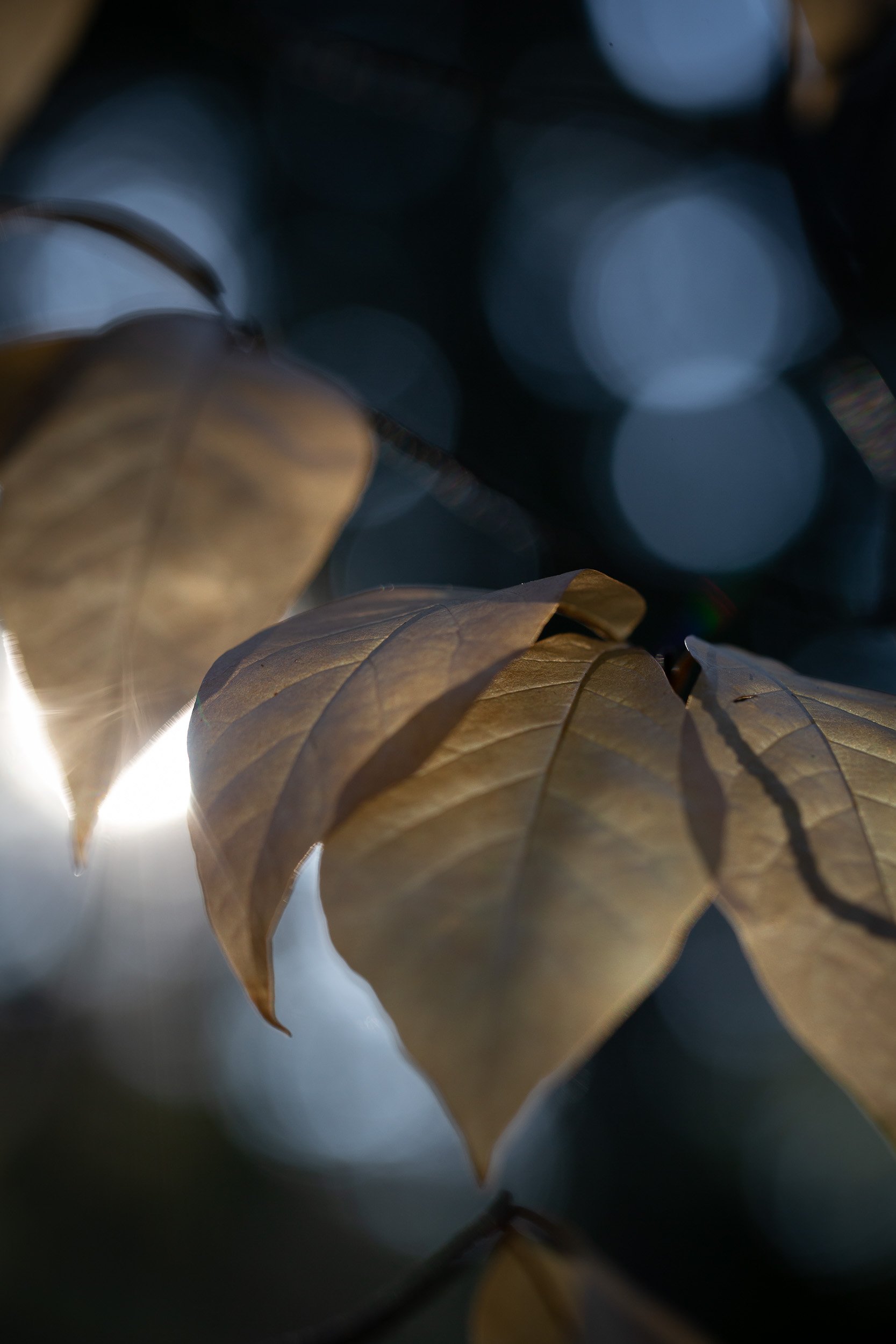 Yellow leaves II