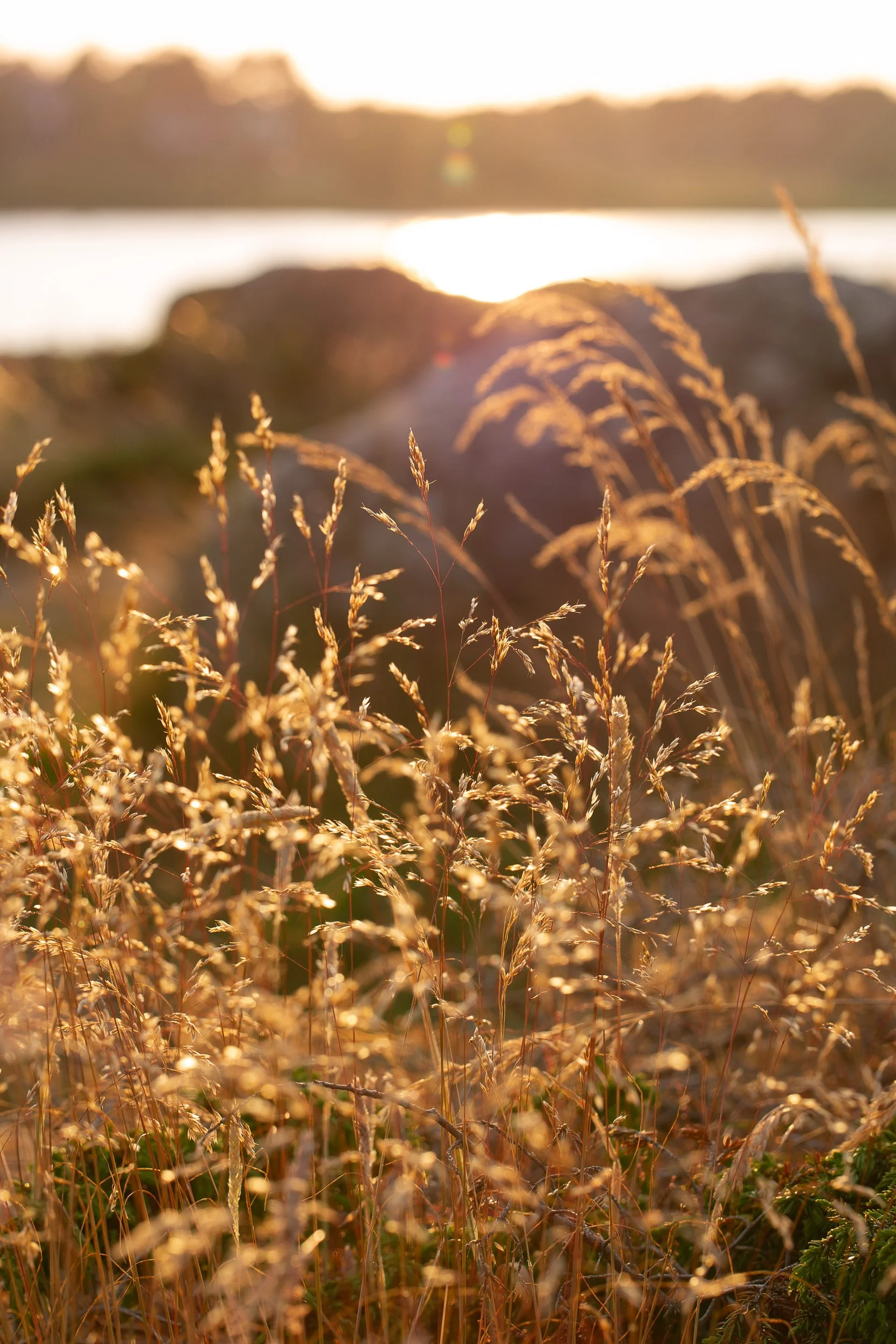 The evening gold
