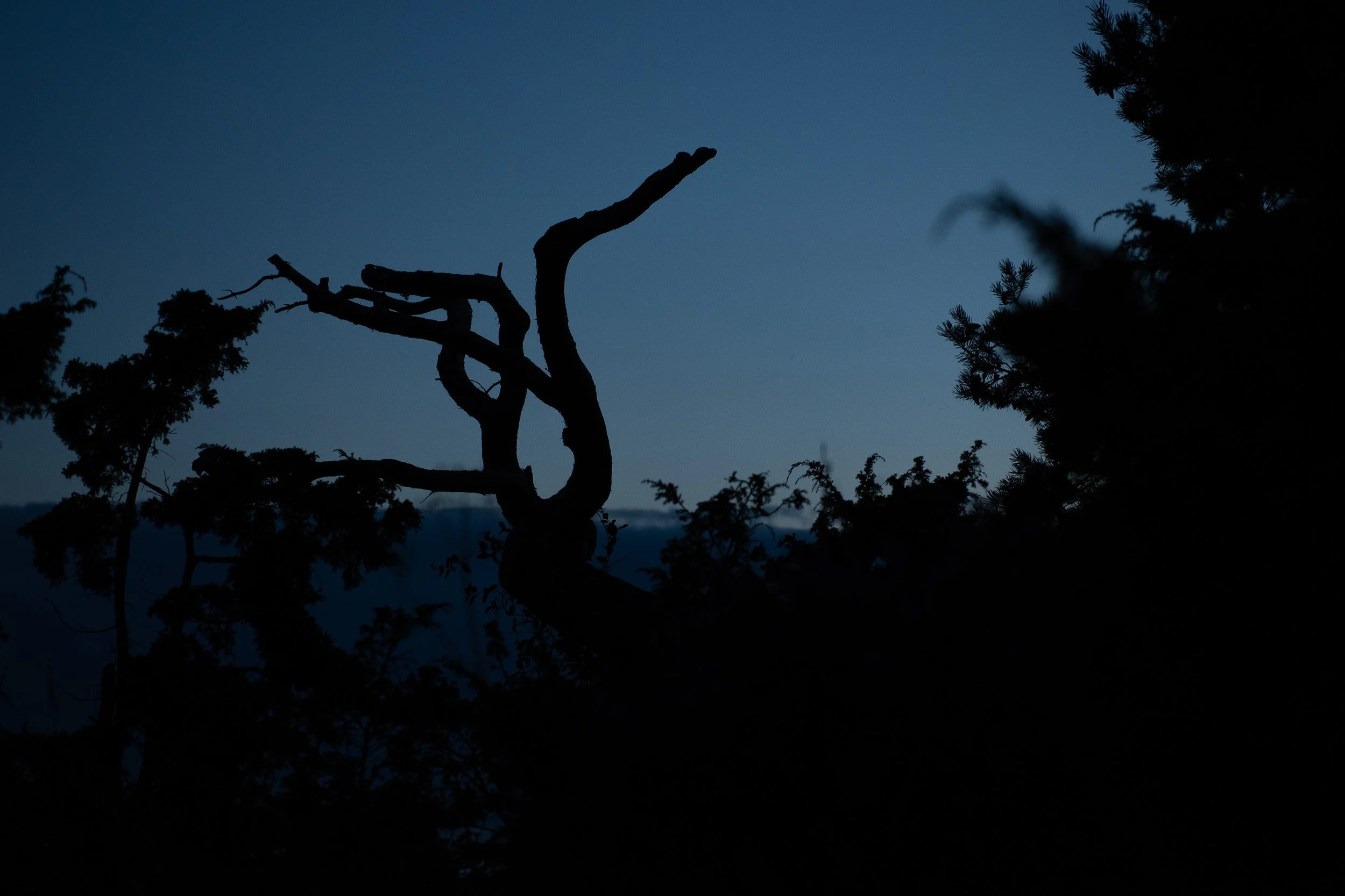 Once a tree