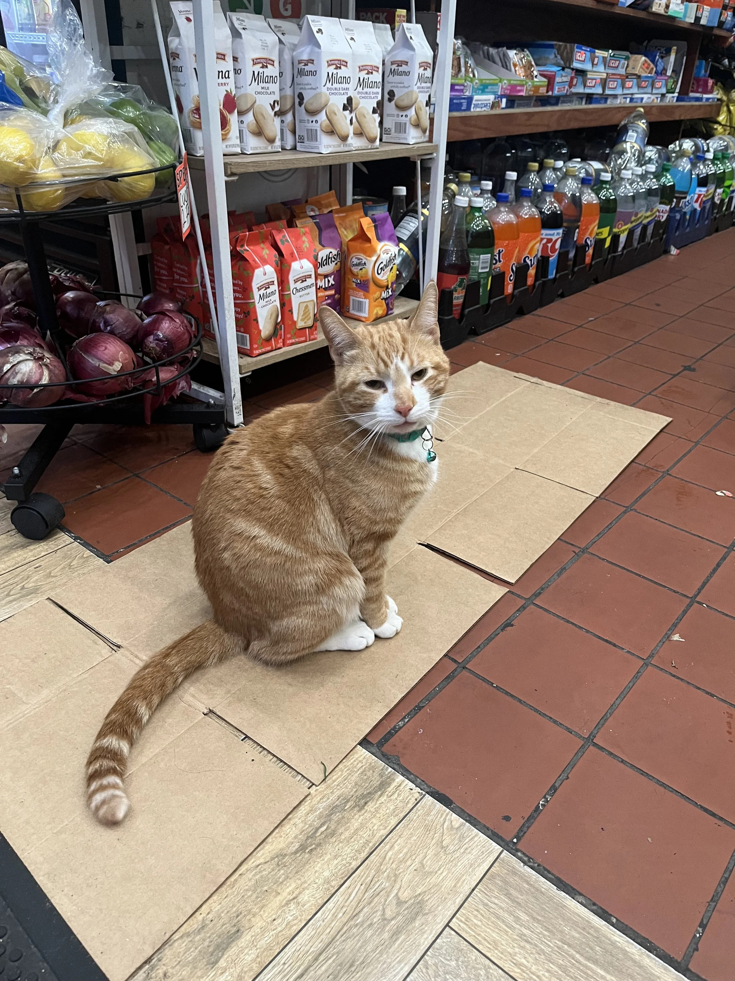 Simba (the cat)