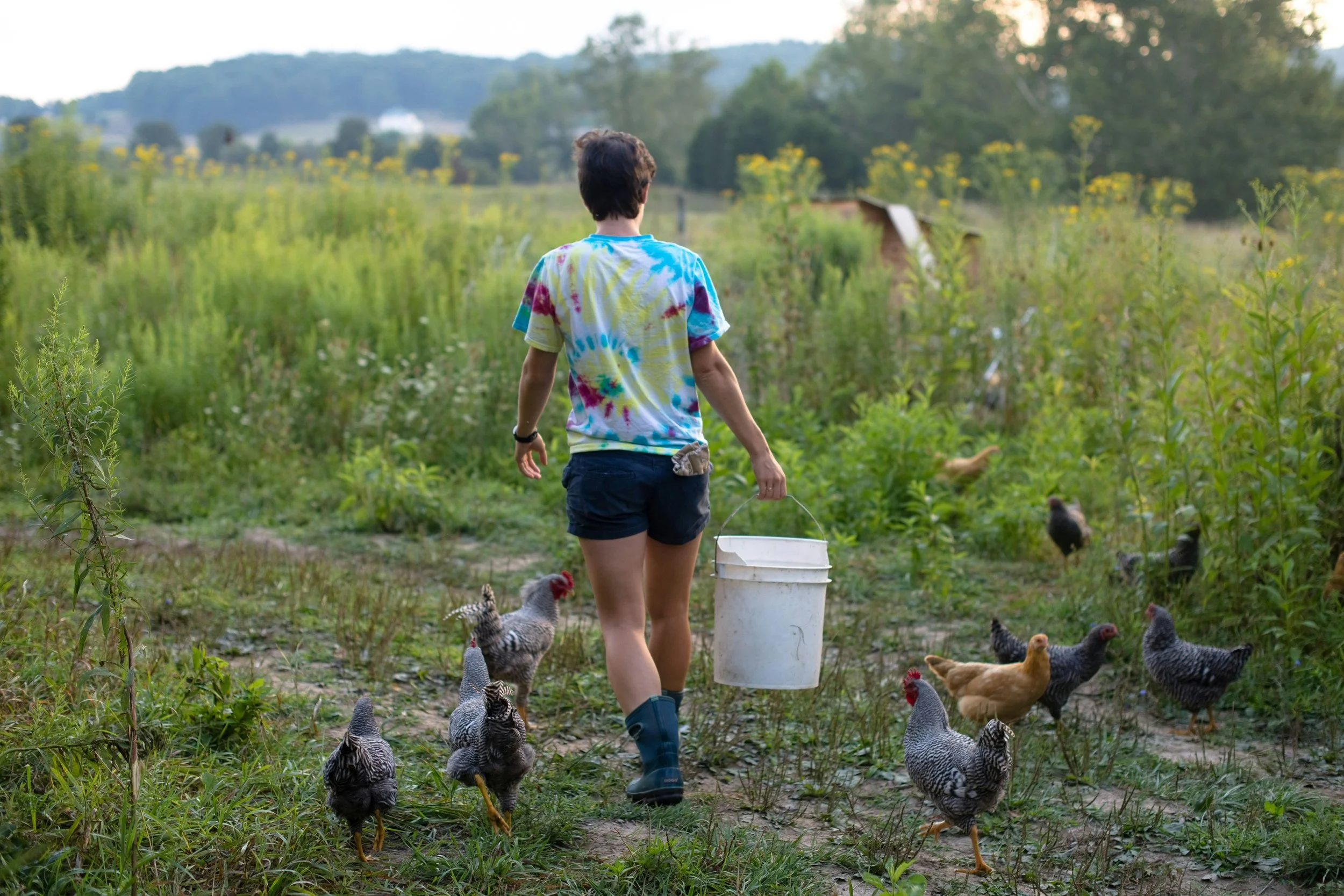 Person walking away with a bucket among chickens in a farm field during daytime.