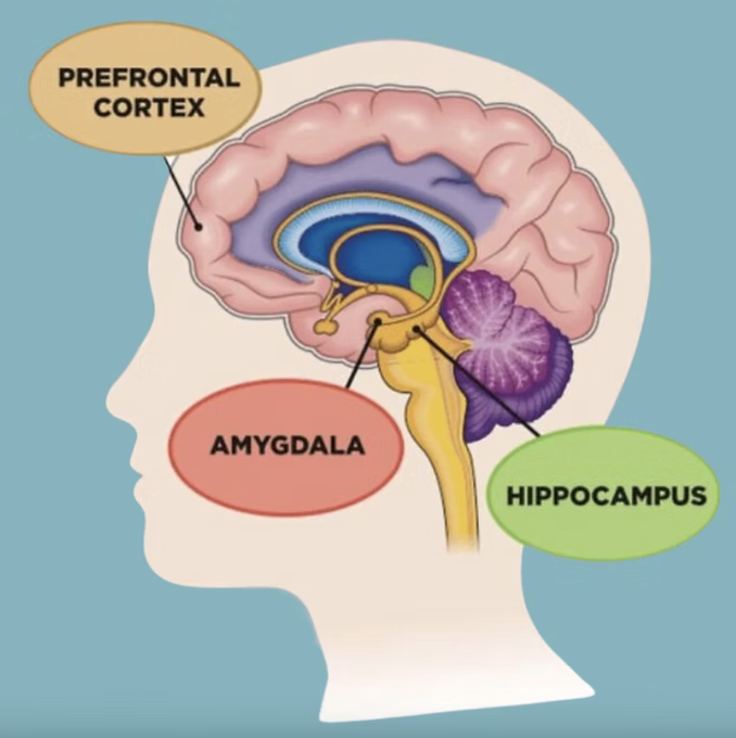 Anatomical structure depicting three important parts of how trauma impacts the brain representing trauma therapists in Sierra Madre and Los Angeles County.