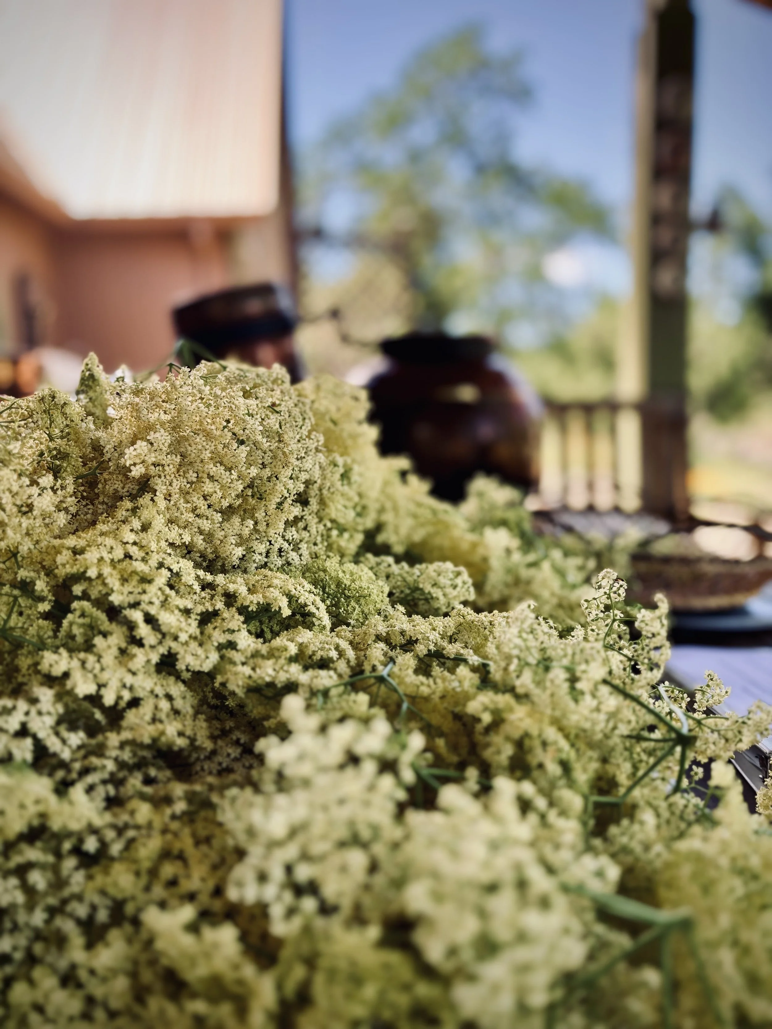 elderflower harvest.jpg