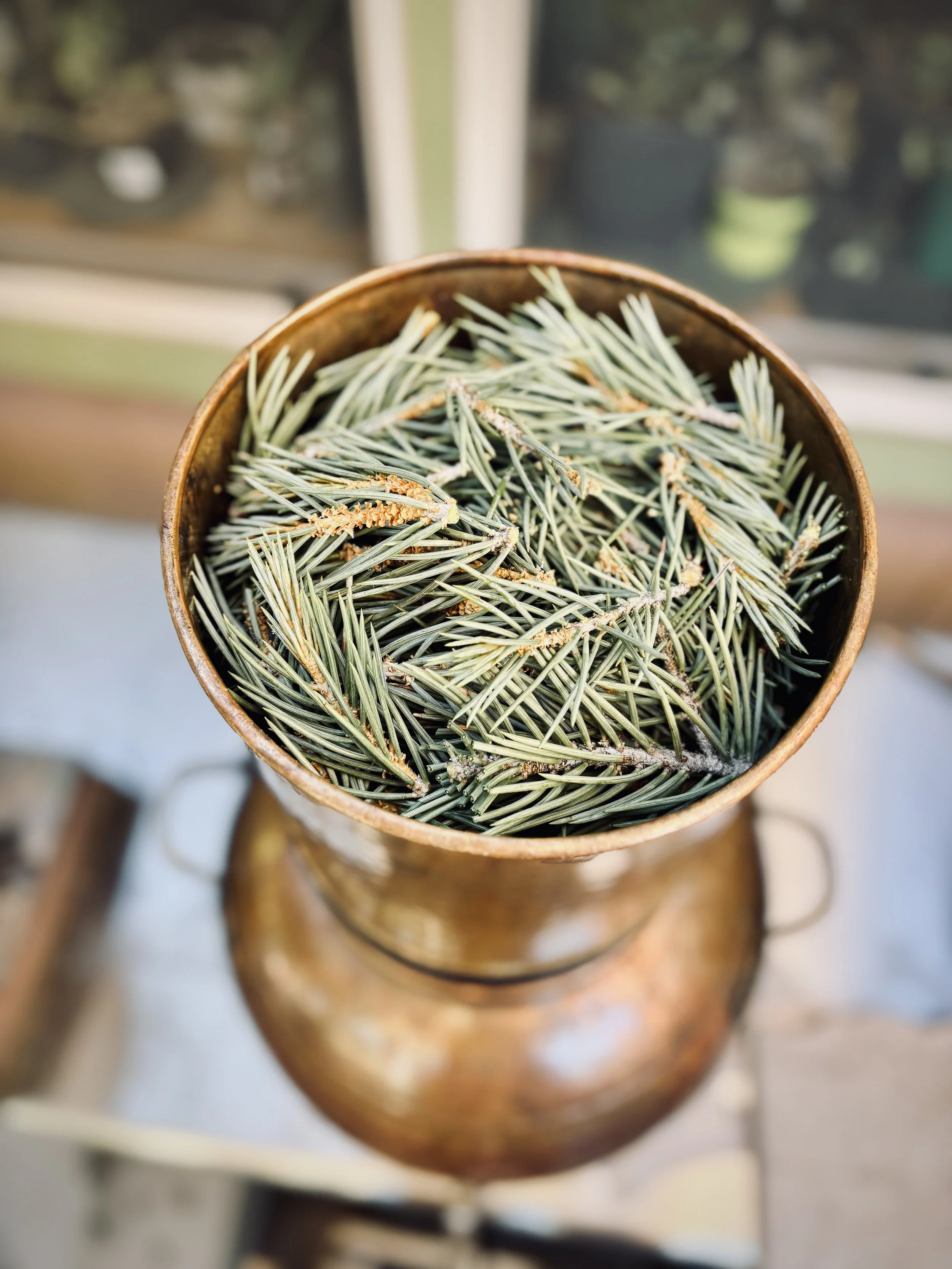 pinon pine.jpg