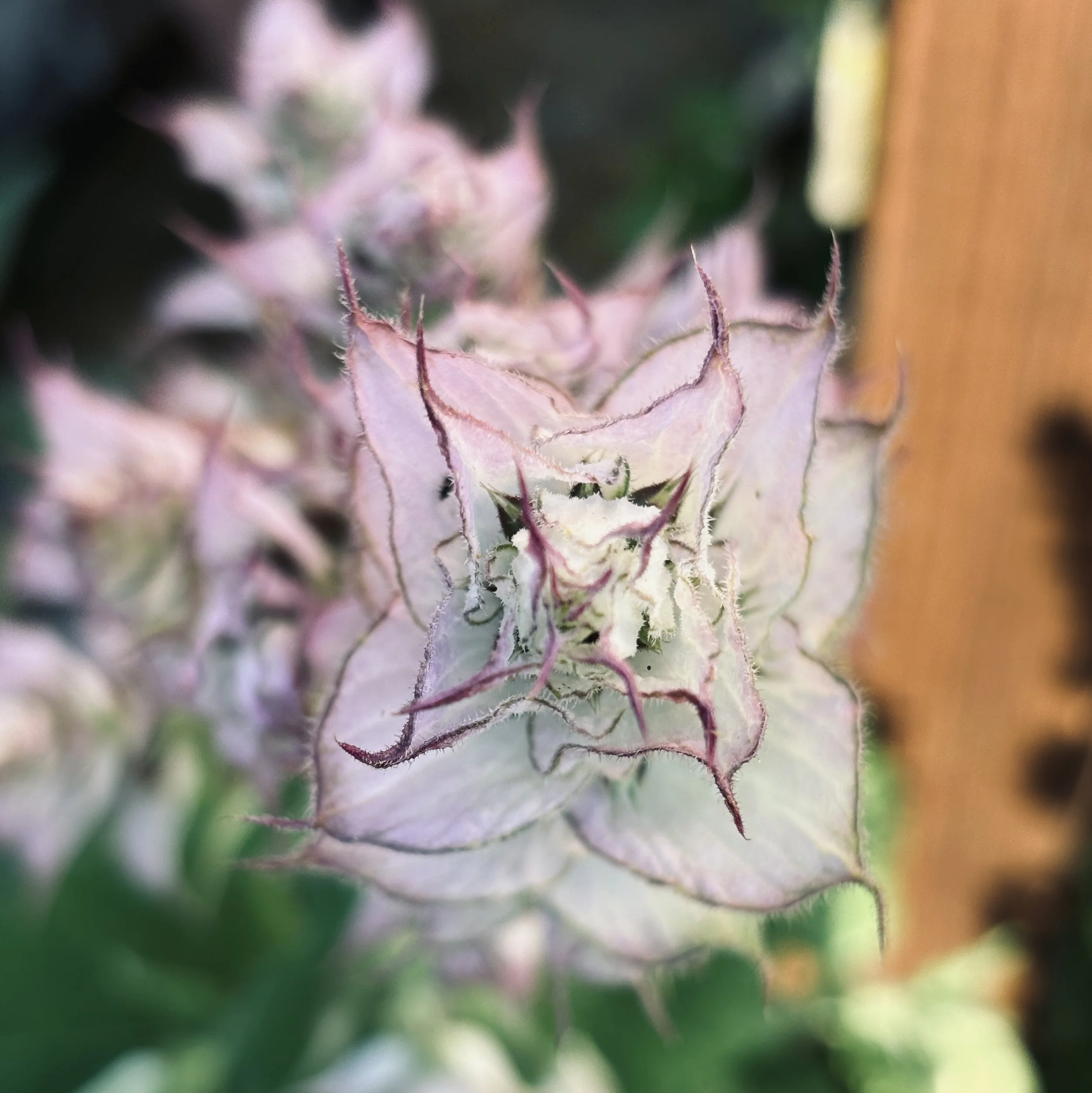 clary sage.jpg