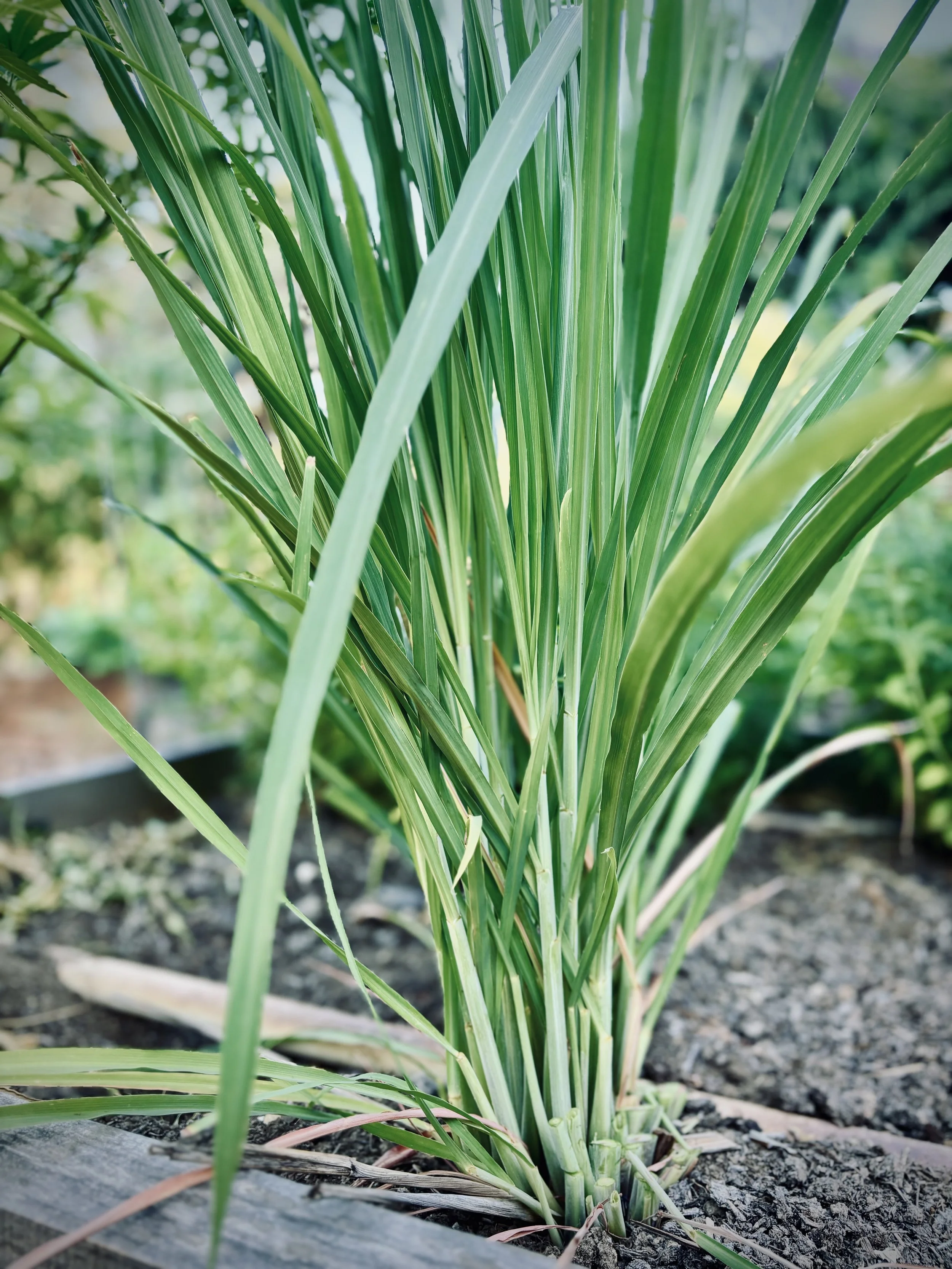 lemongrass.jpg