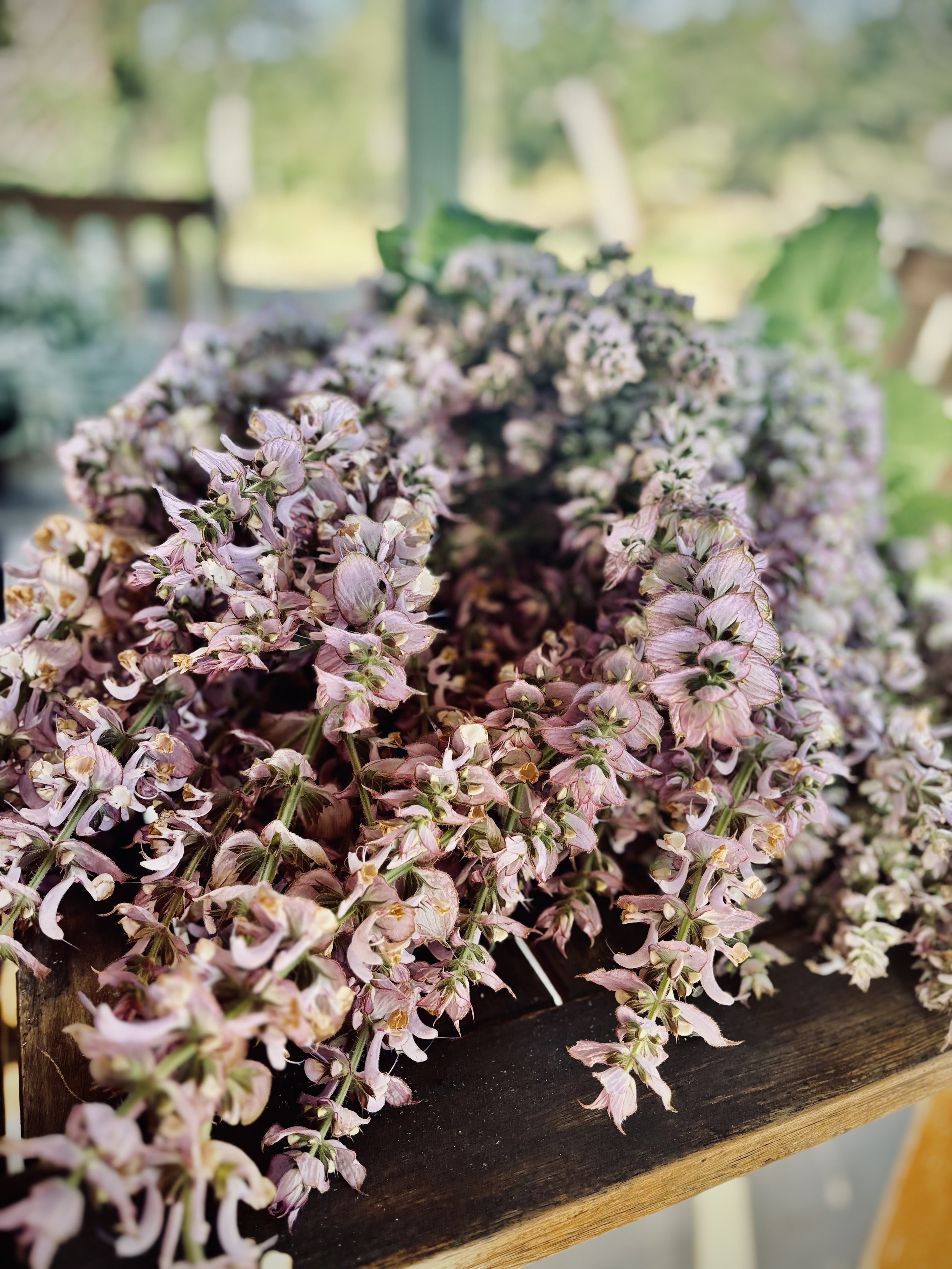 clary sage harvest.jpg