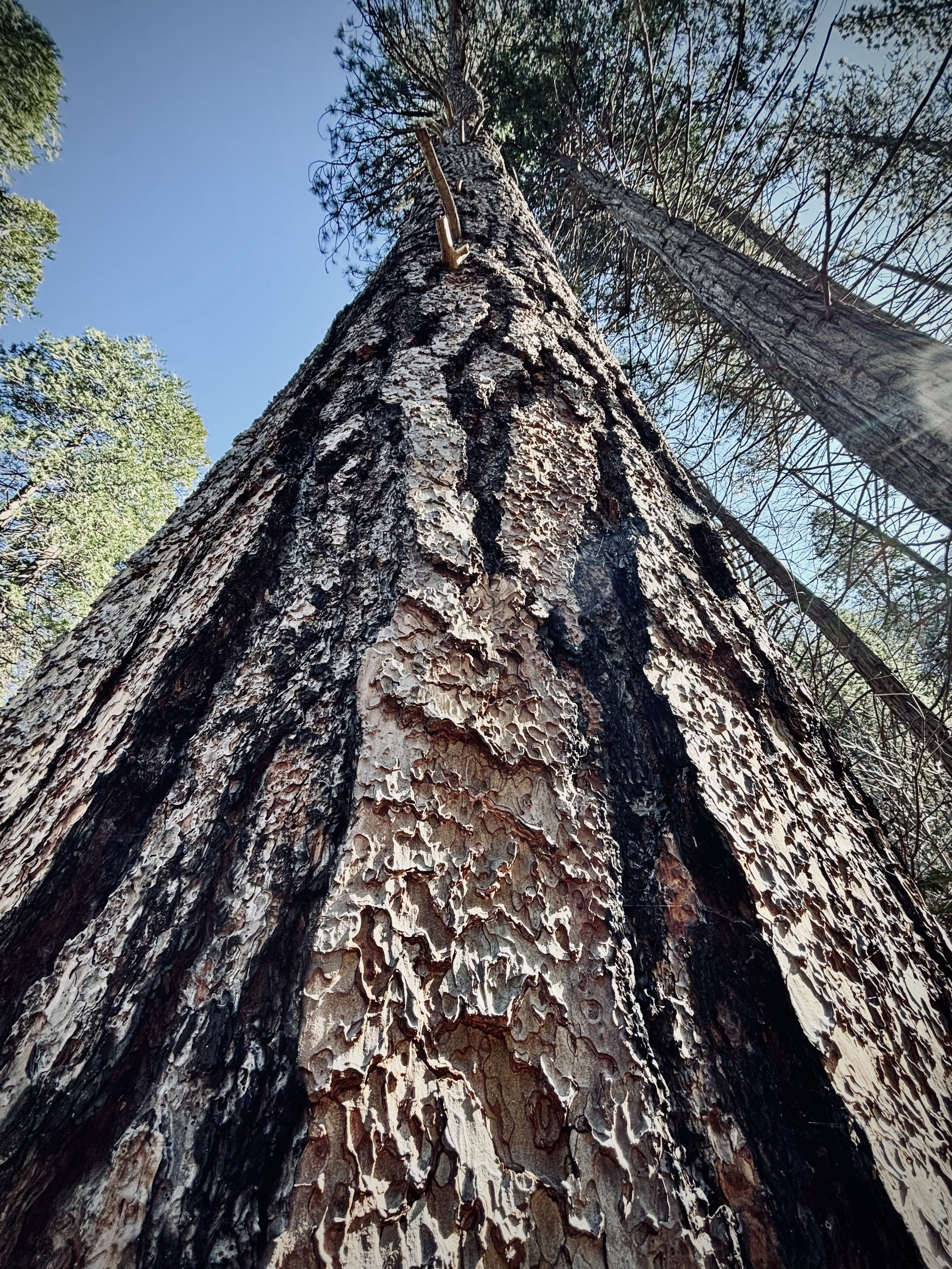 ponderosa pine1.jpg