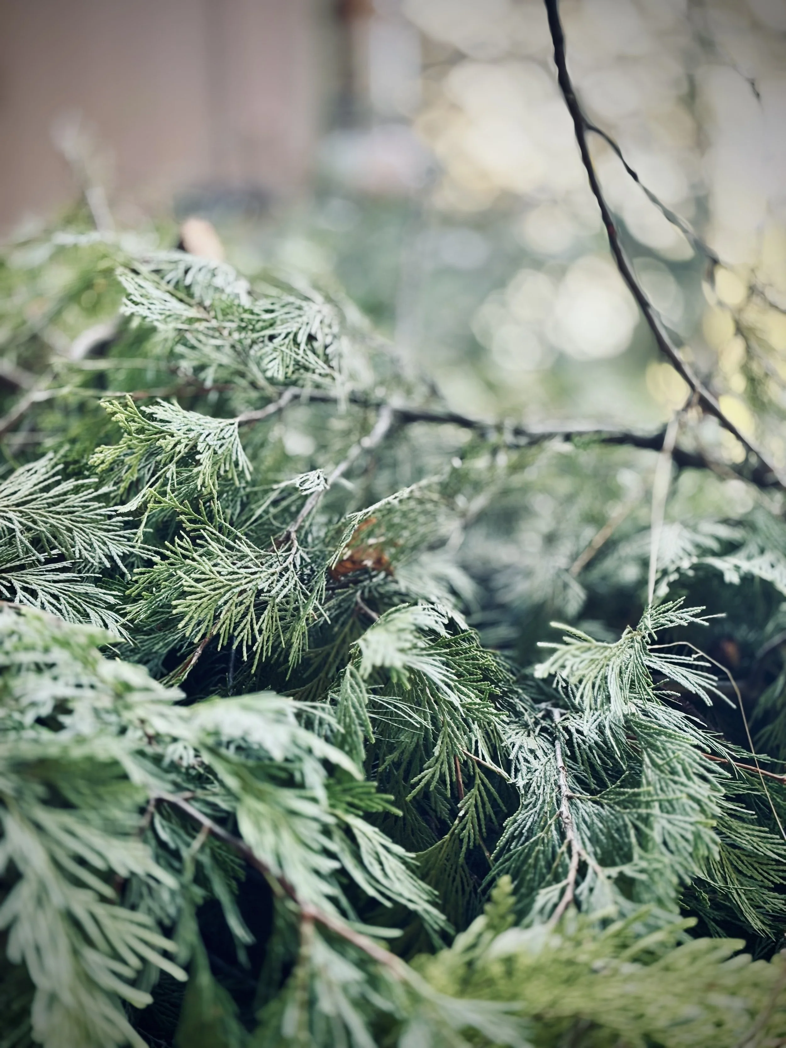 Incense Cedar.jpg