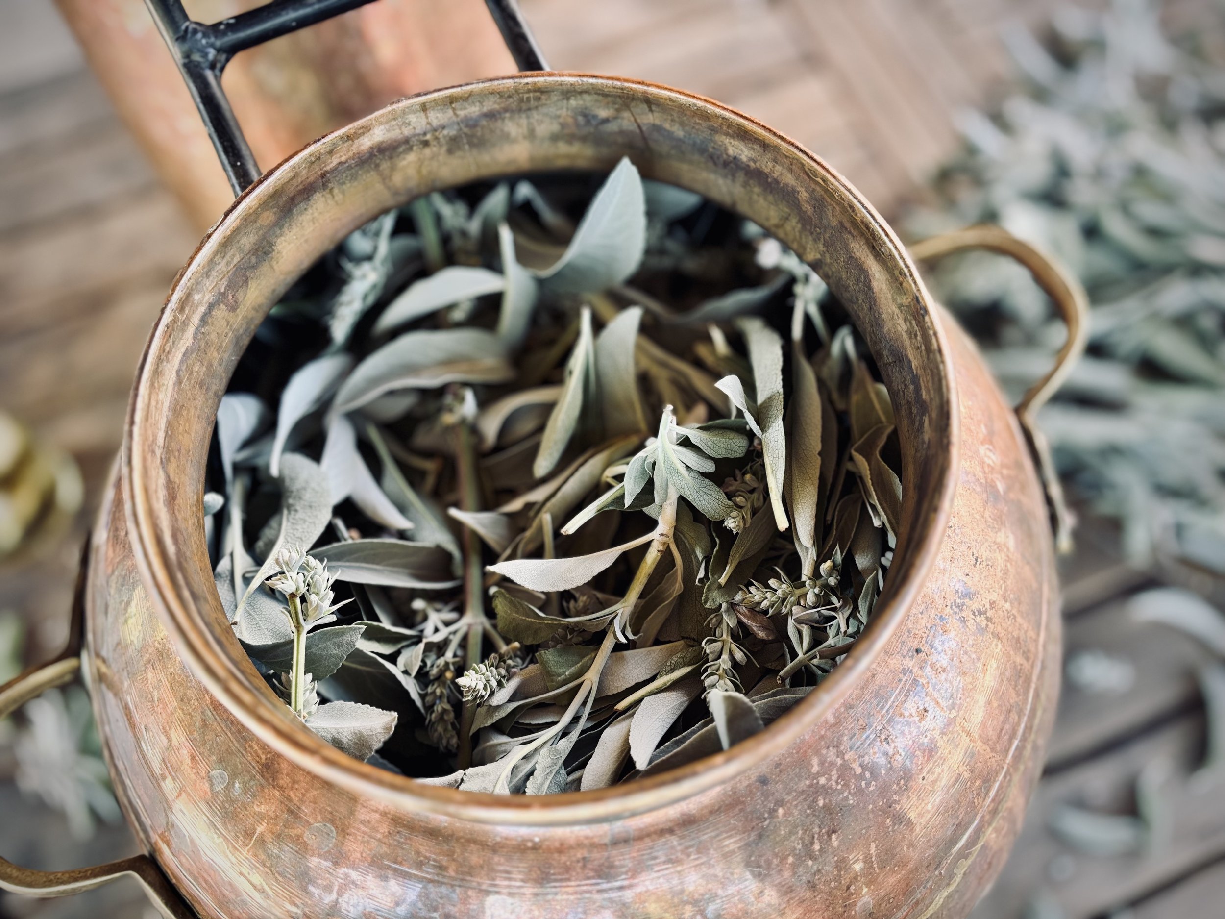 white sage in still.jpg