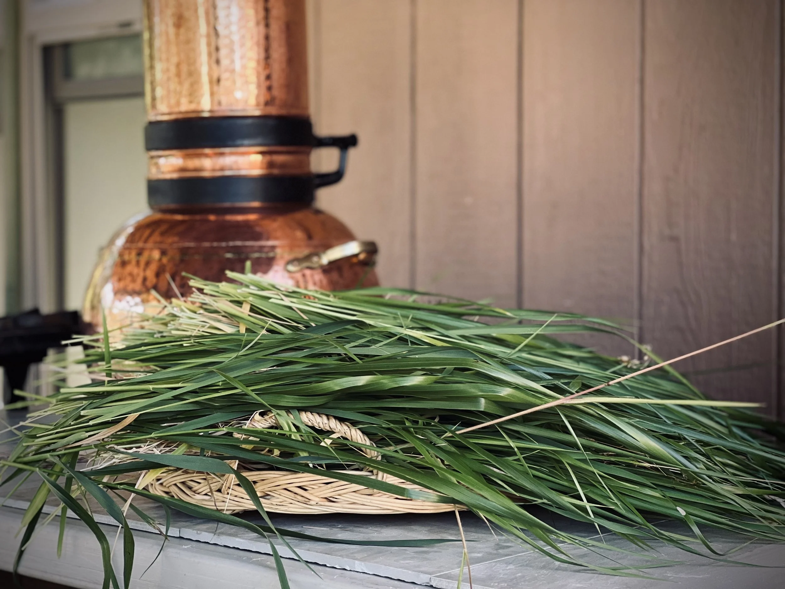 sweetgrass harvest.jpg