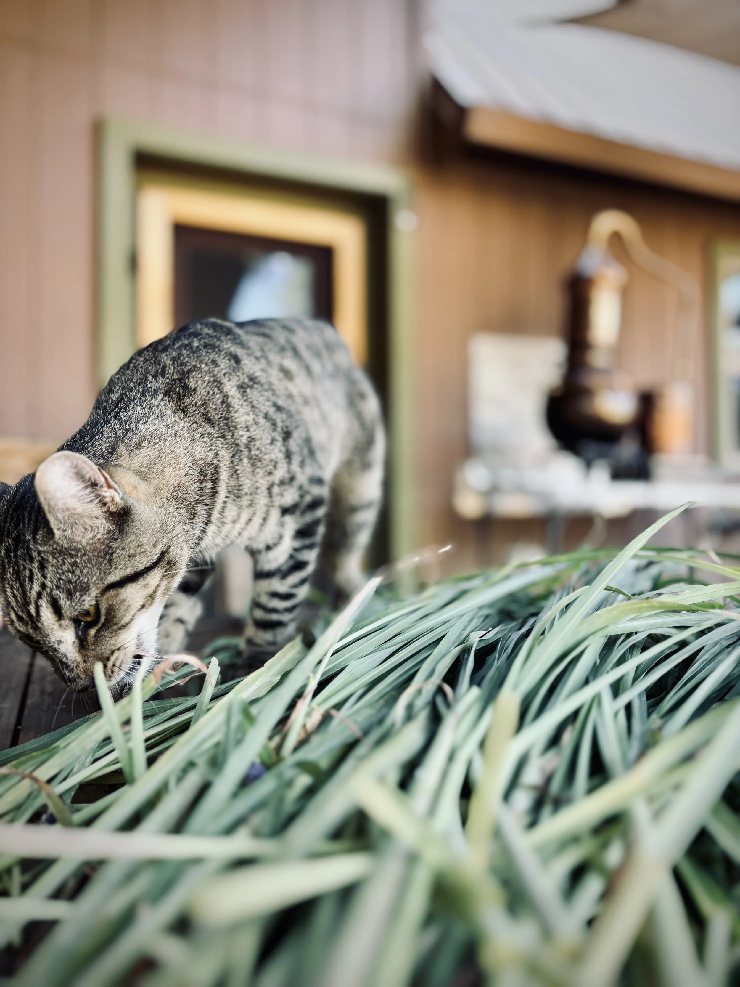 lemongrass and cat.jpg