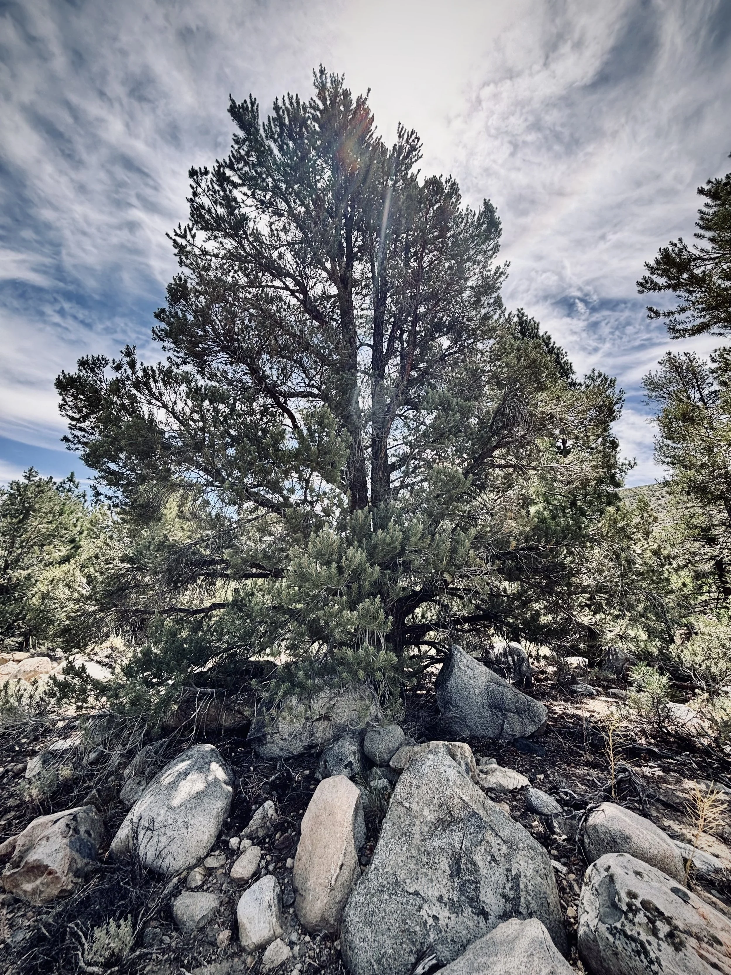 pinon pine.jpg