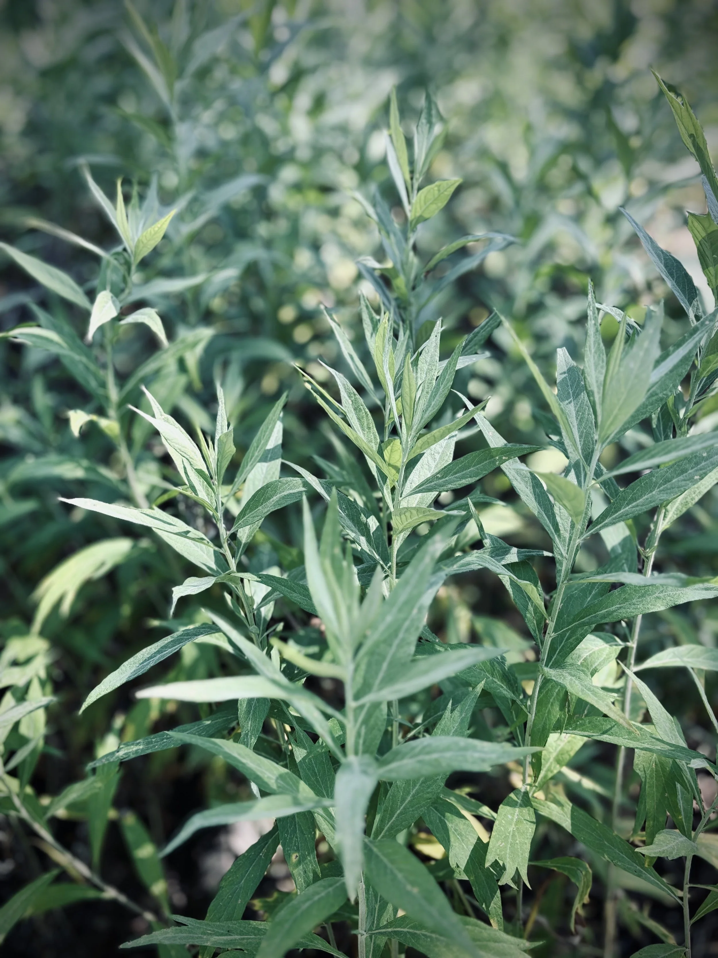 mugwort.jpg