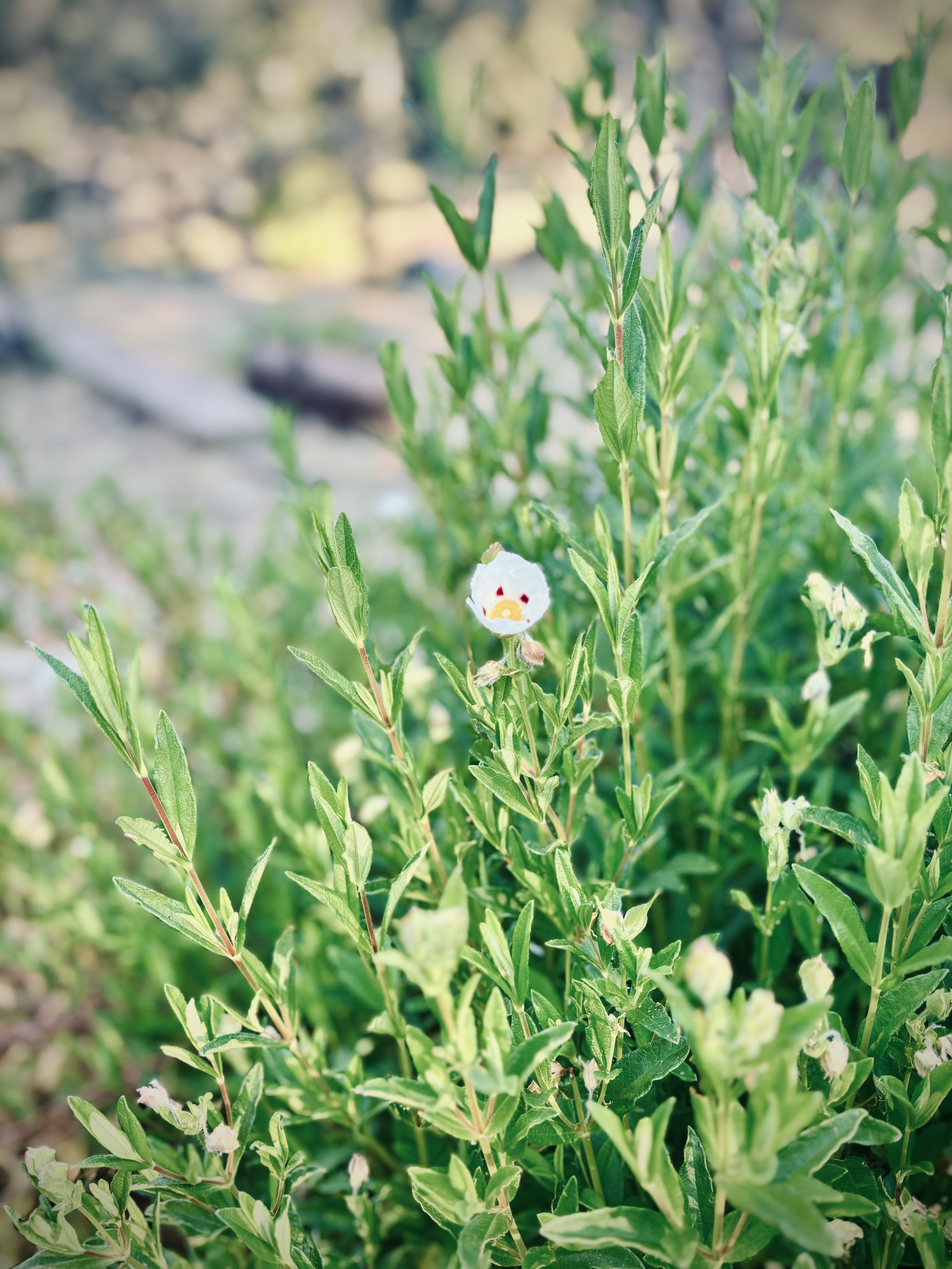 Cistus plant.jpg