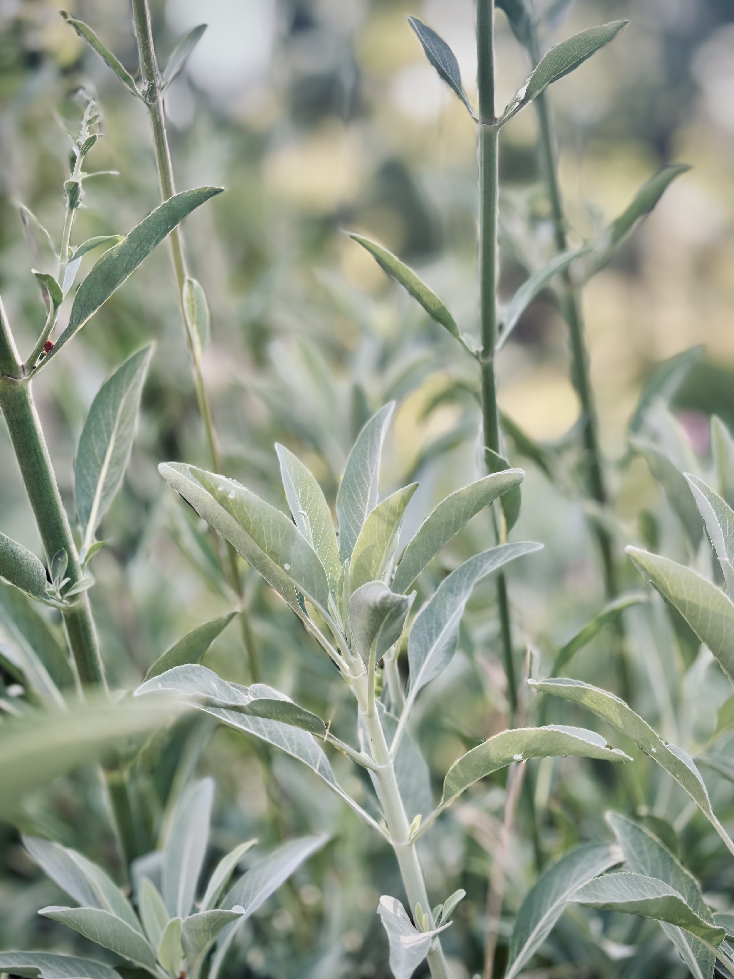 White SAge plant.jpg