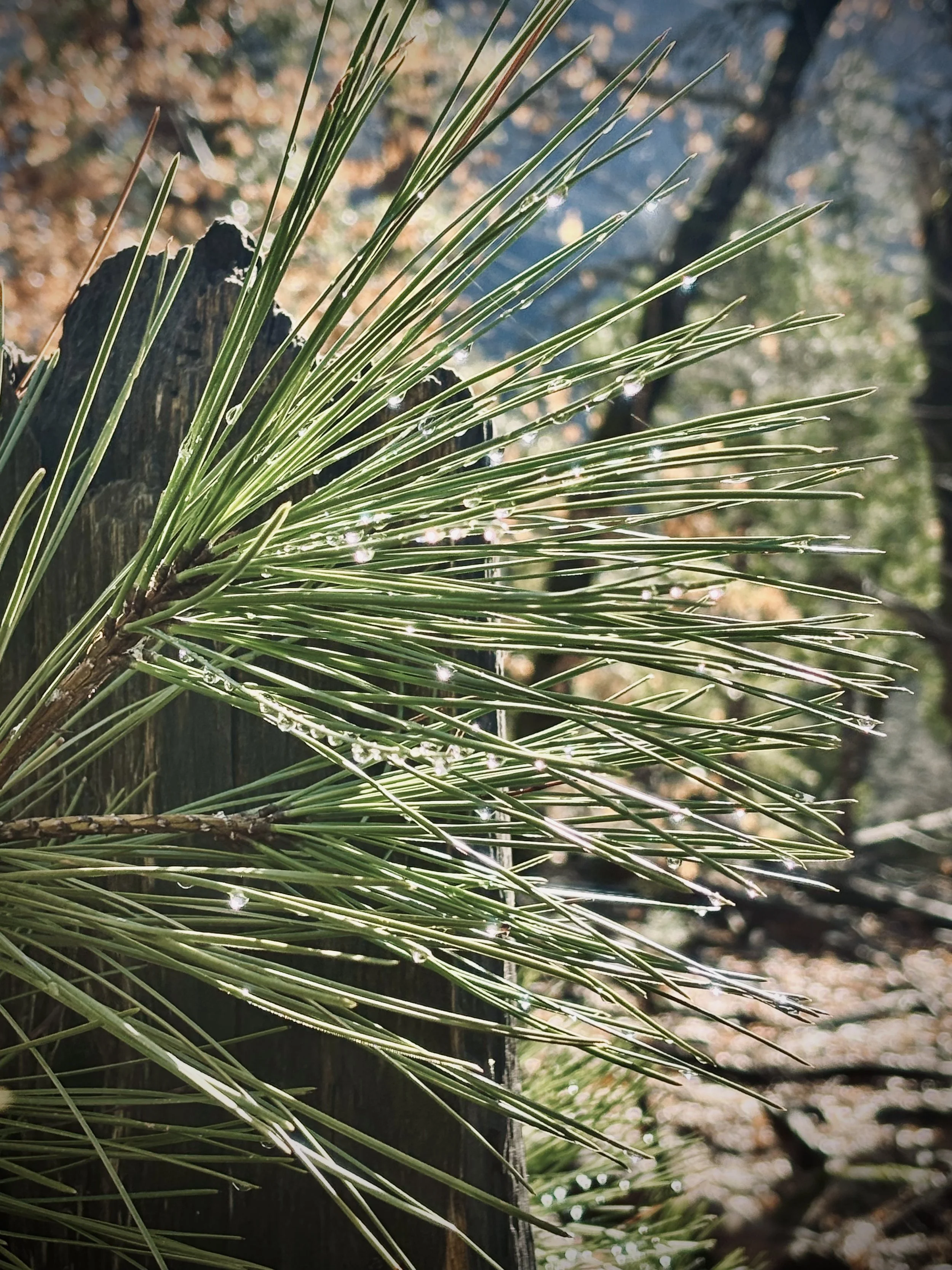 ponderosa needles.jpg