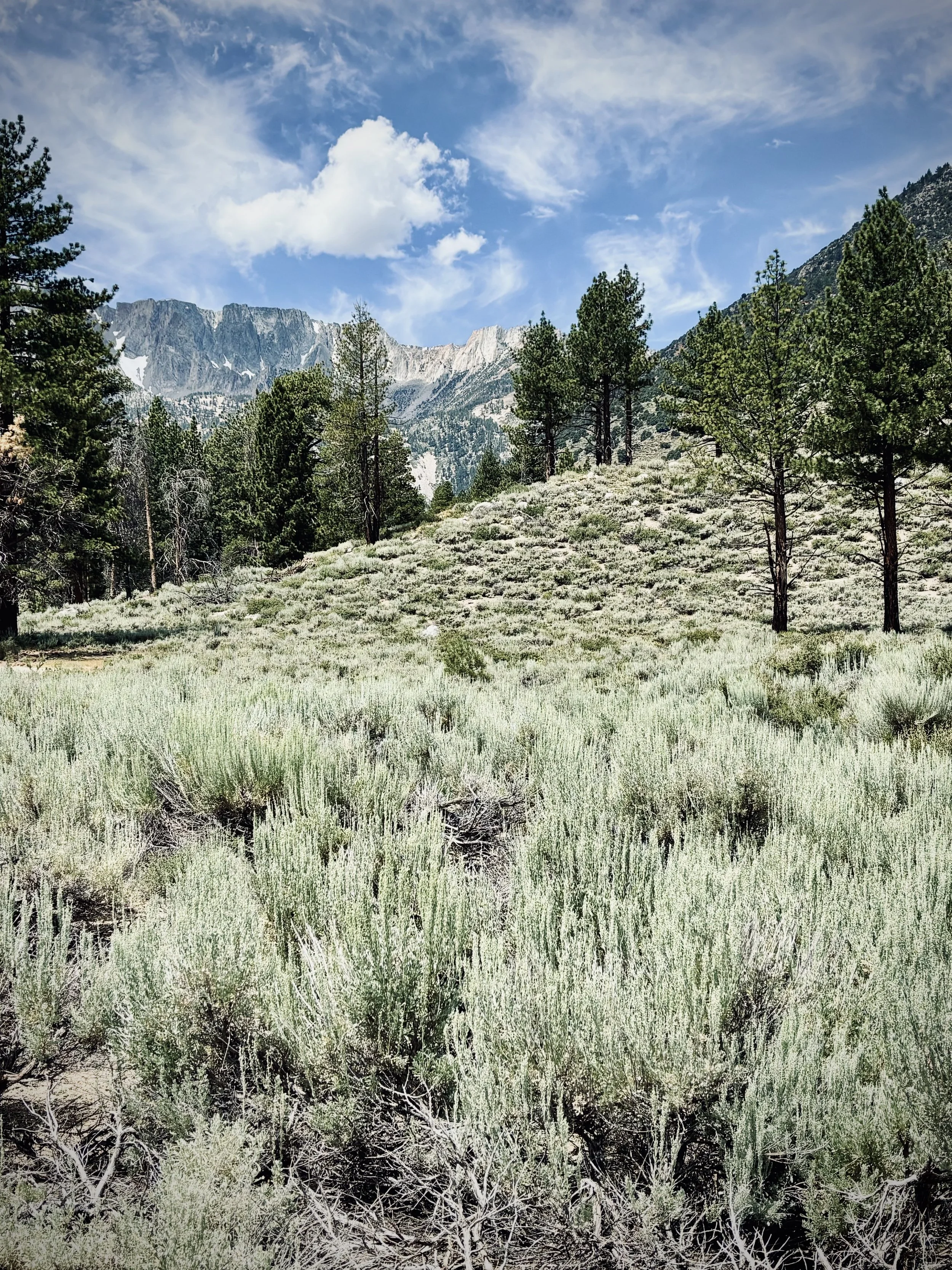Eastern Sierra High Desert Myst