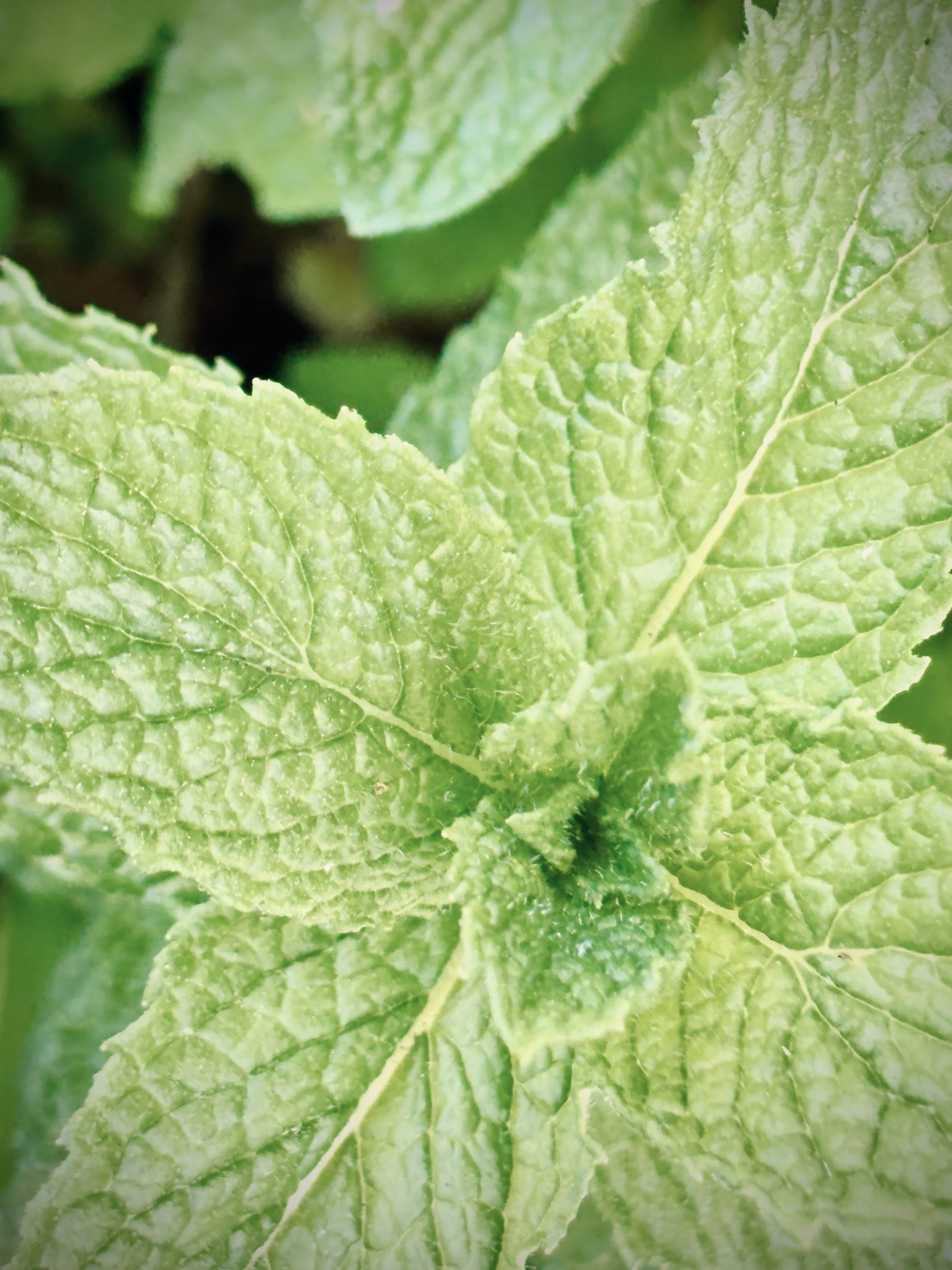 peppermint close up.jpg