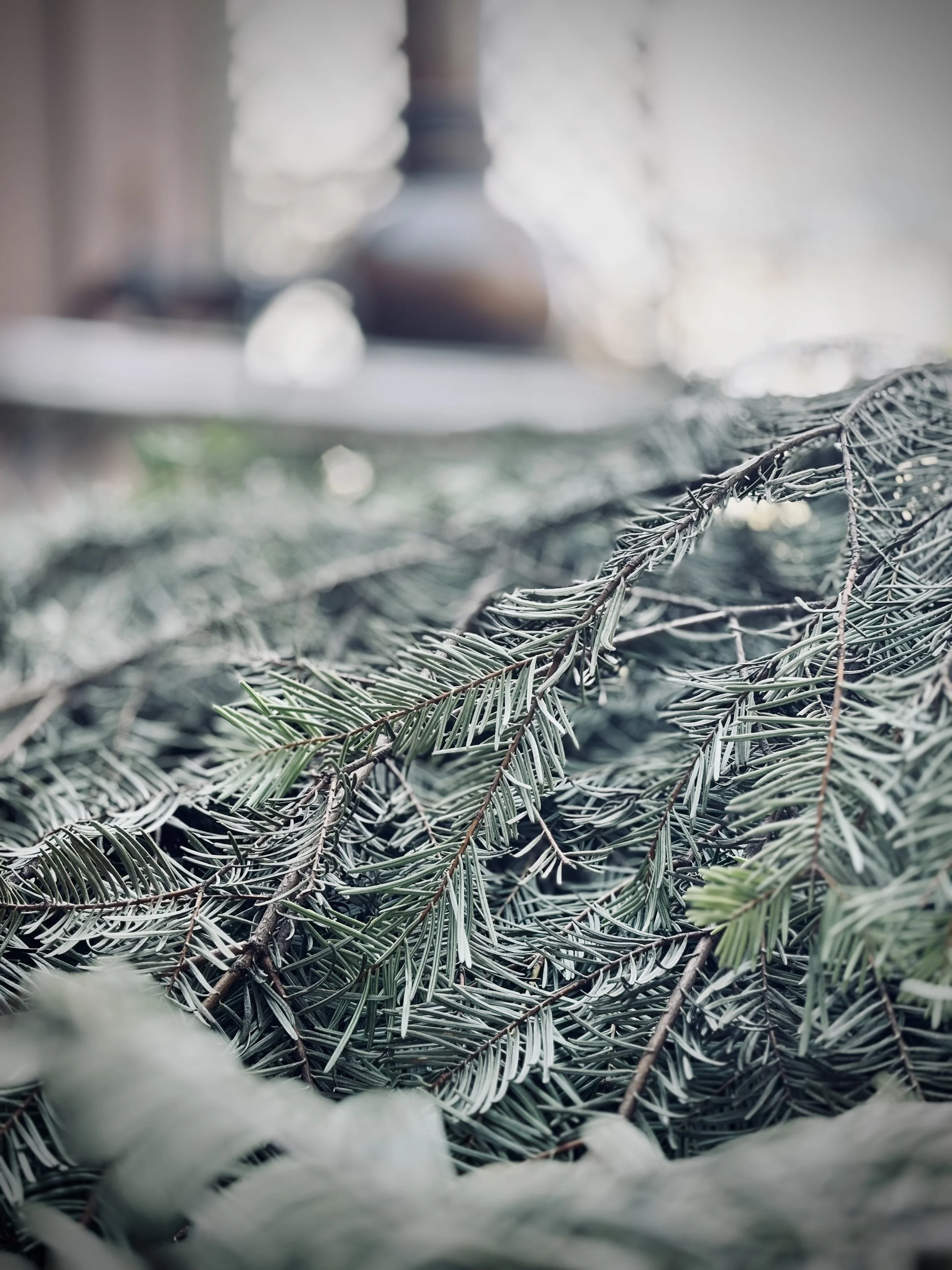 doug fir2.jpg