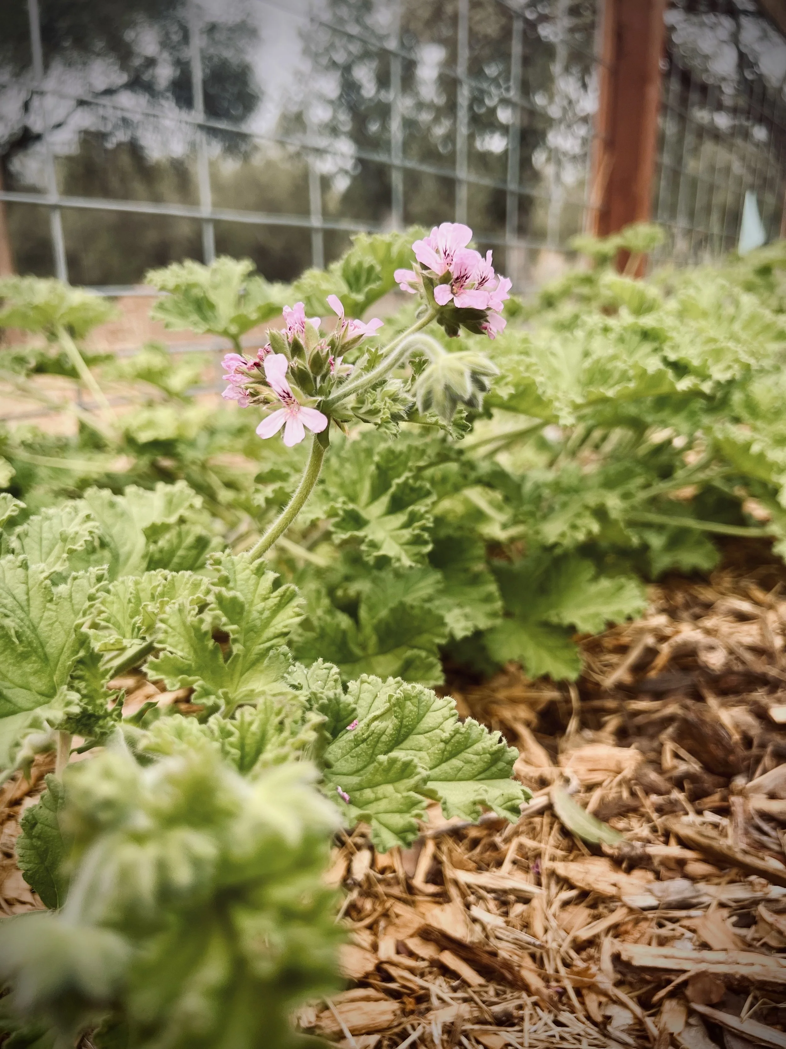 rose geranium.jpg