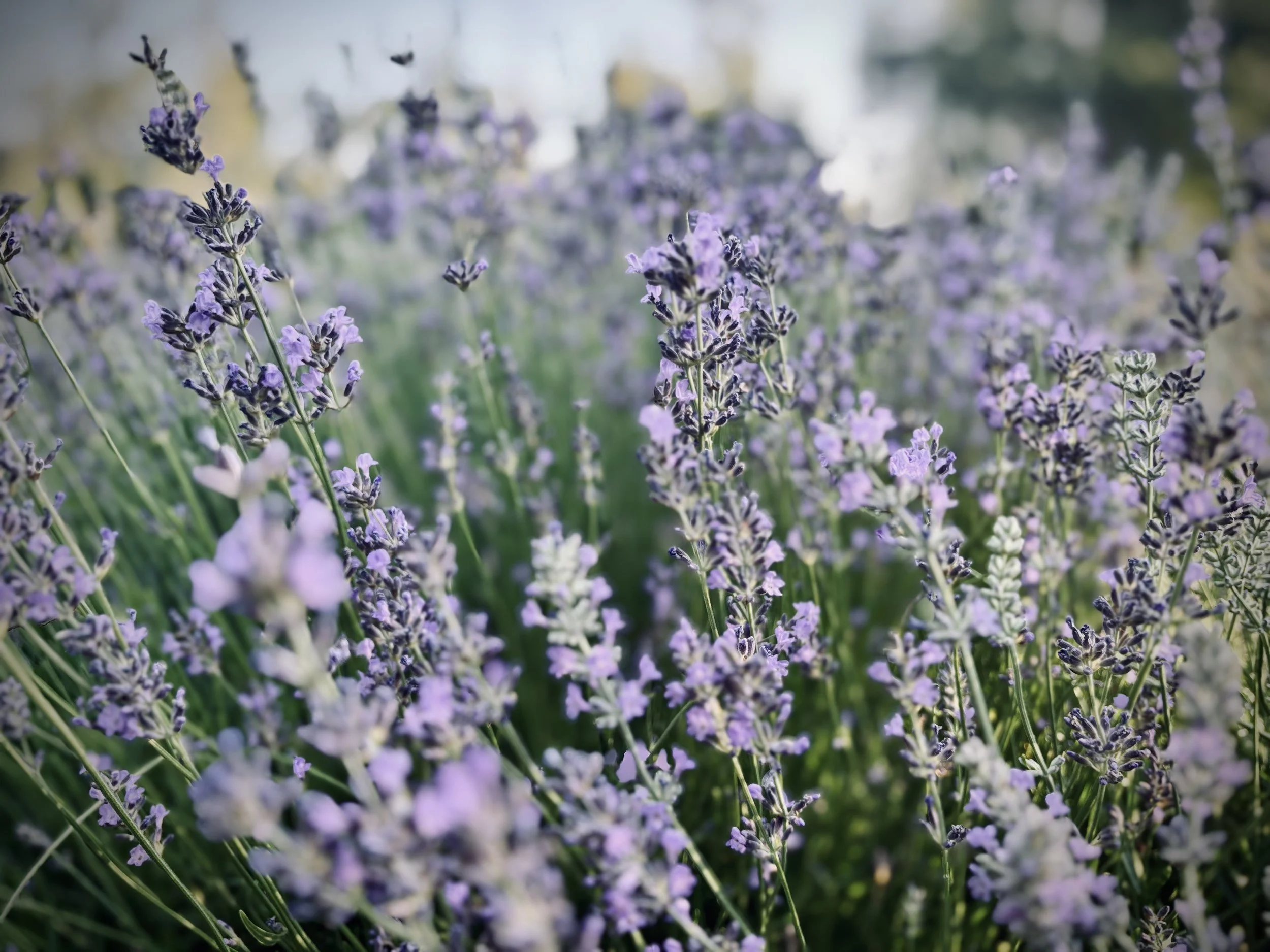 lavender.jpg