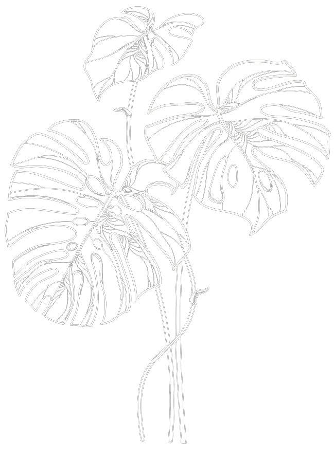 Outline drawing of three monstera leaves on black background.