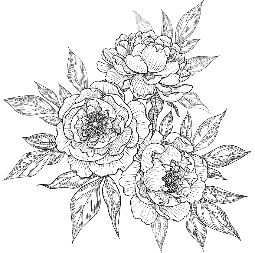 Black and white line drawing of three peony flowers with leaves.