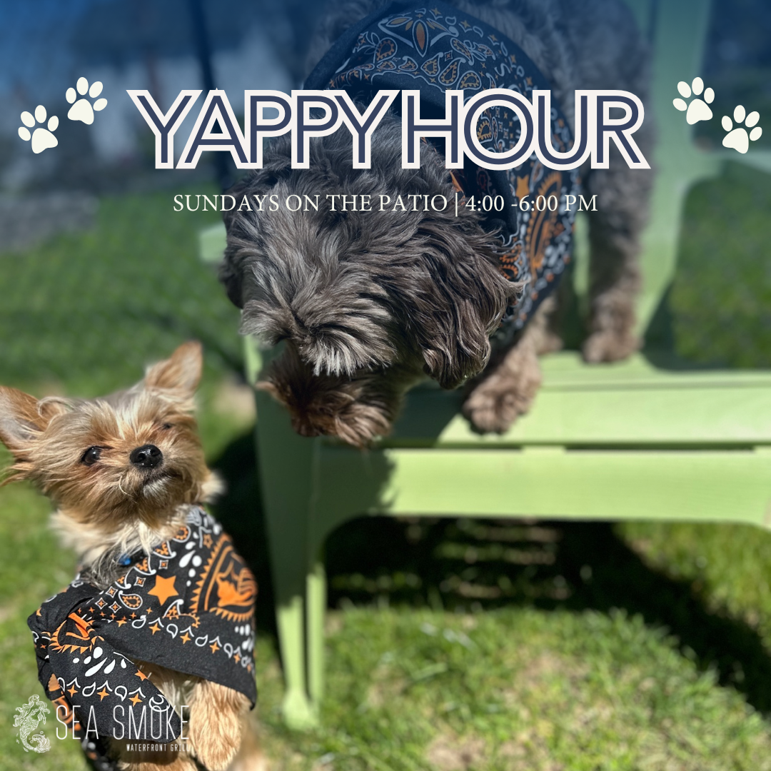 🐾 Yappy hour 🐾 