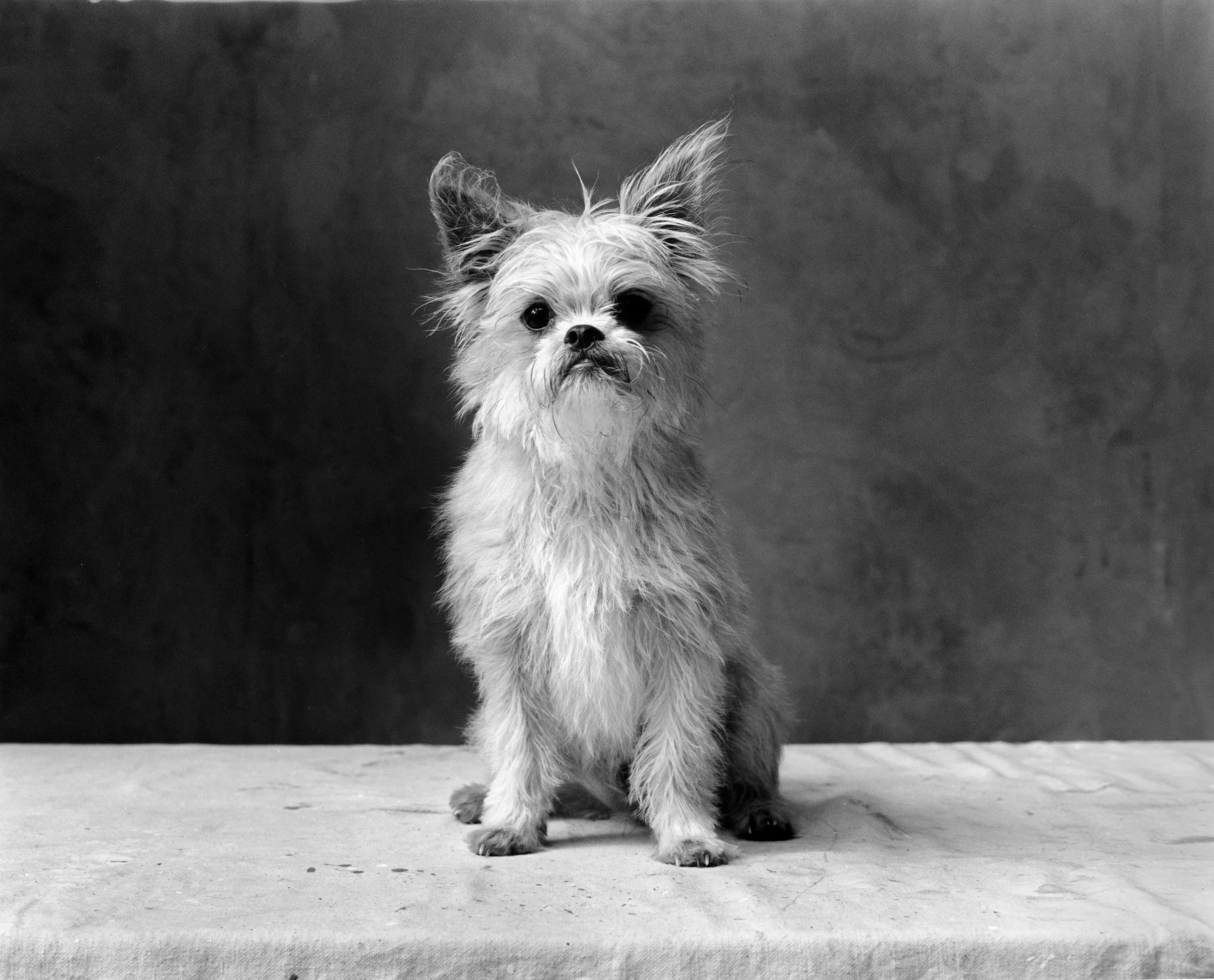 A small scruffy dog with one ear up and one ear down, sitting on a flat surface against a dark background.