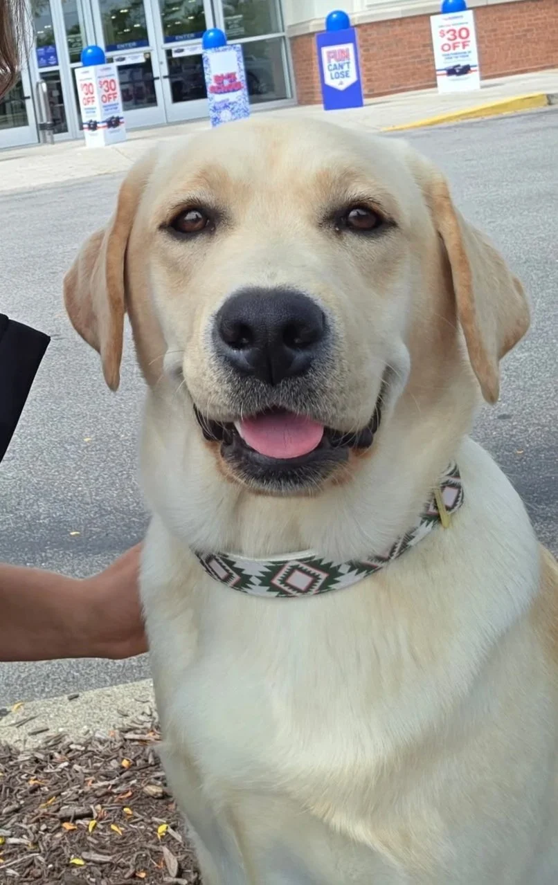 Available Labrador Retriever