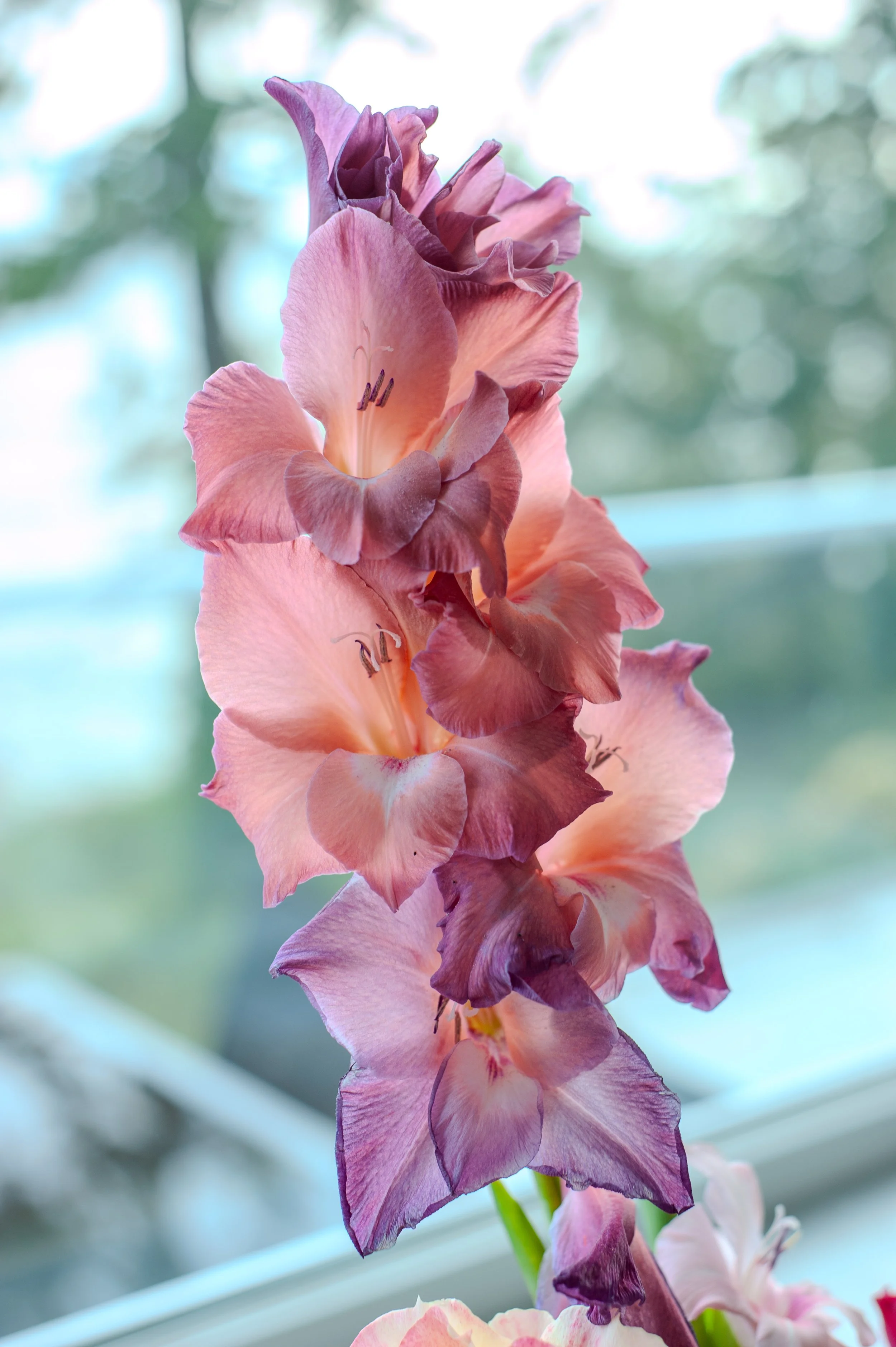 DSC_4966.jpeg