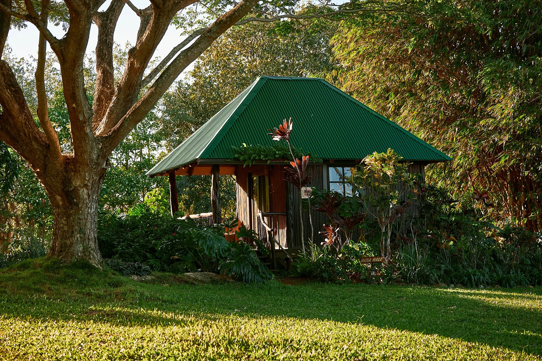 A house with a green metal roof surrounded by lush greenery, trees, and shrubs in a garden setting.
