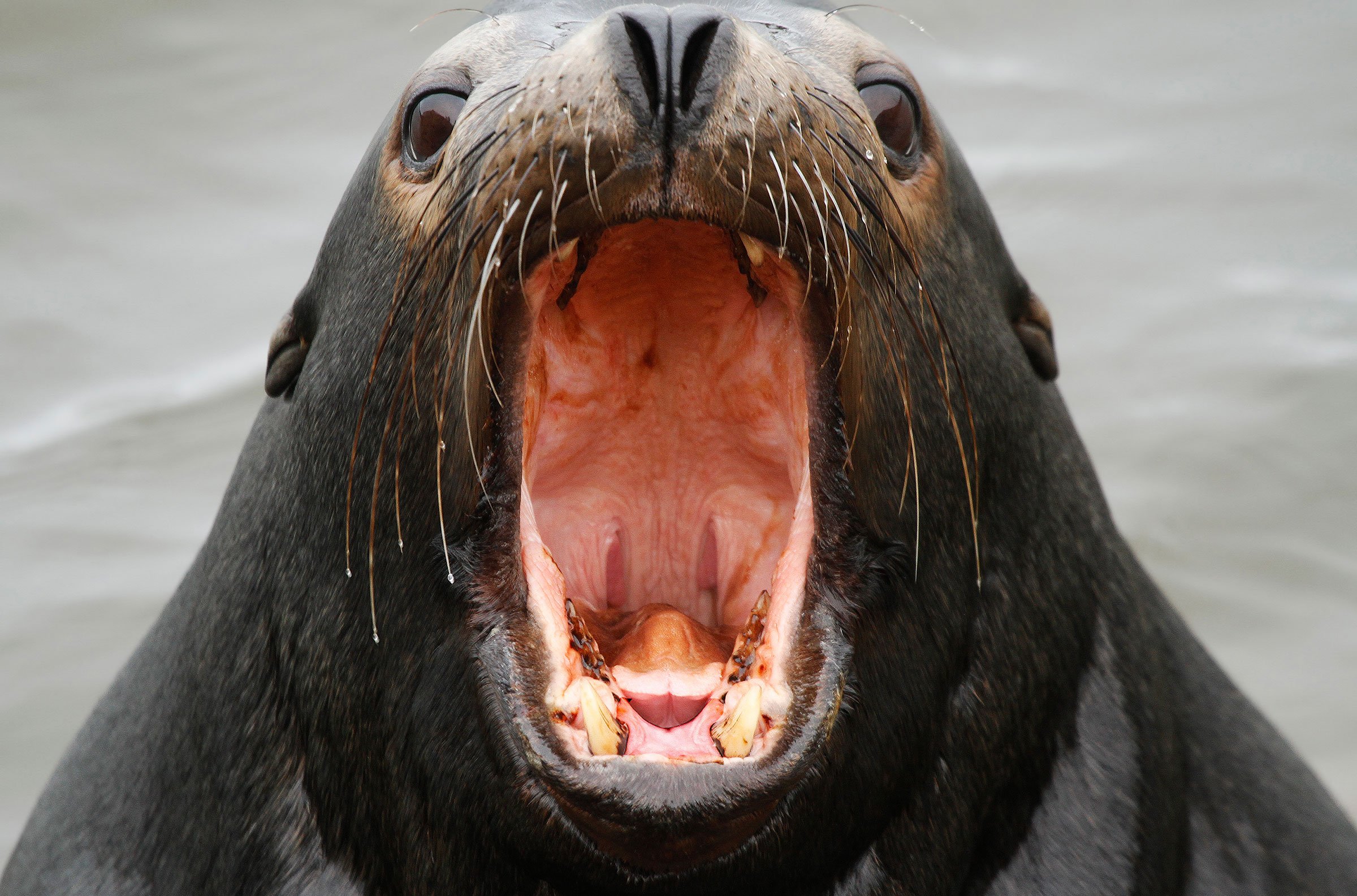Seals, Sea Lions & Otters — Big Picture Greetings
